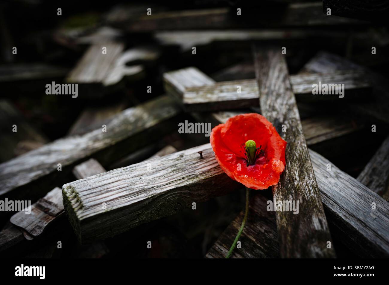 Mémorial de guerre avec fleur de coquelicot rouge et croix. Jour du souvenir de la Guerre mondiale. John McCrae dans Flanders Fields 20 Banque D'Images