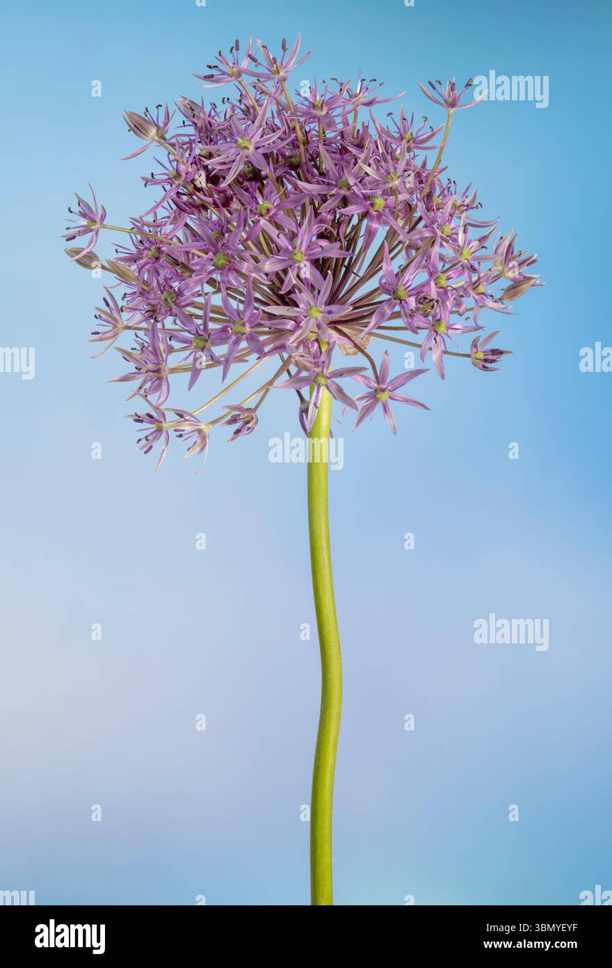 Une fleur d'allium, également connue sous le nom d'oignon sauvage, photographiée sur un fond bleu tacheté Banque D'Images