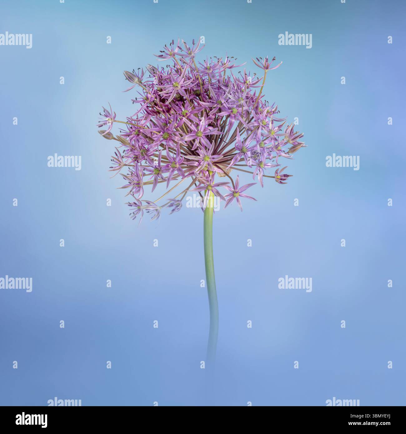 Une fleur d'allium, également connue sous le nom d'oignon sauvage, photographiée sur un fond bleu tacheté Banque D'Images
