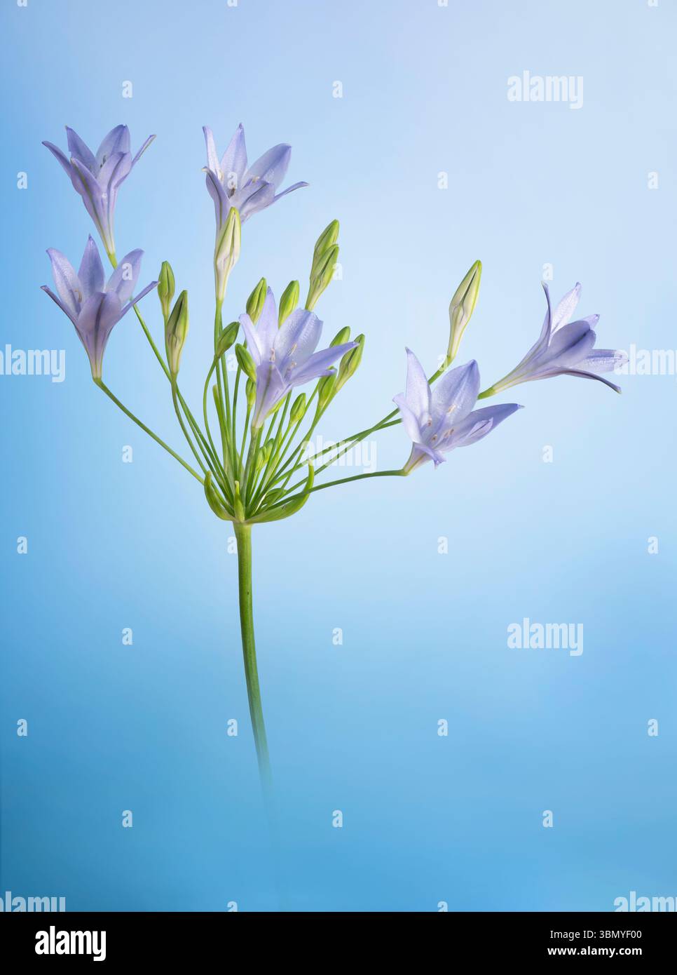 Fleurs d'agapanthus photographiées sur fond bleu tacheté Banque D'Images