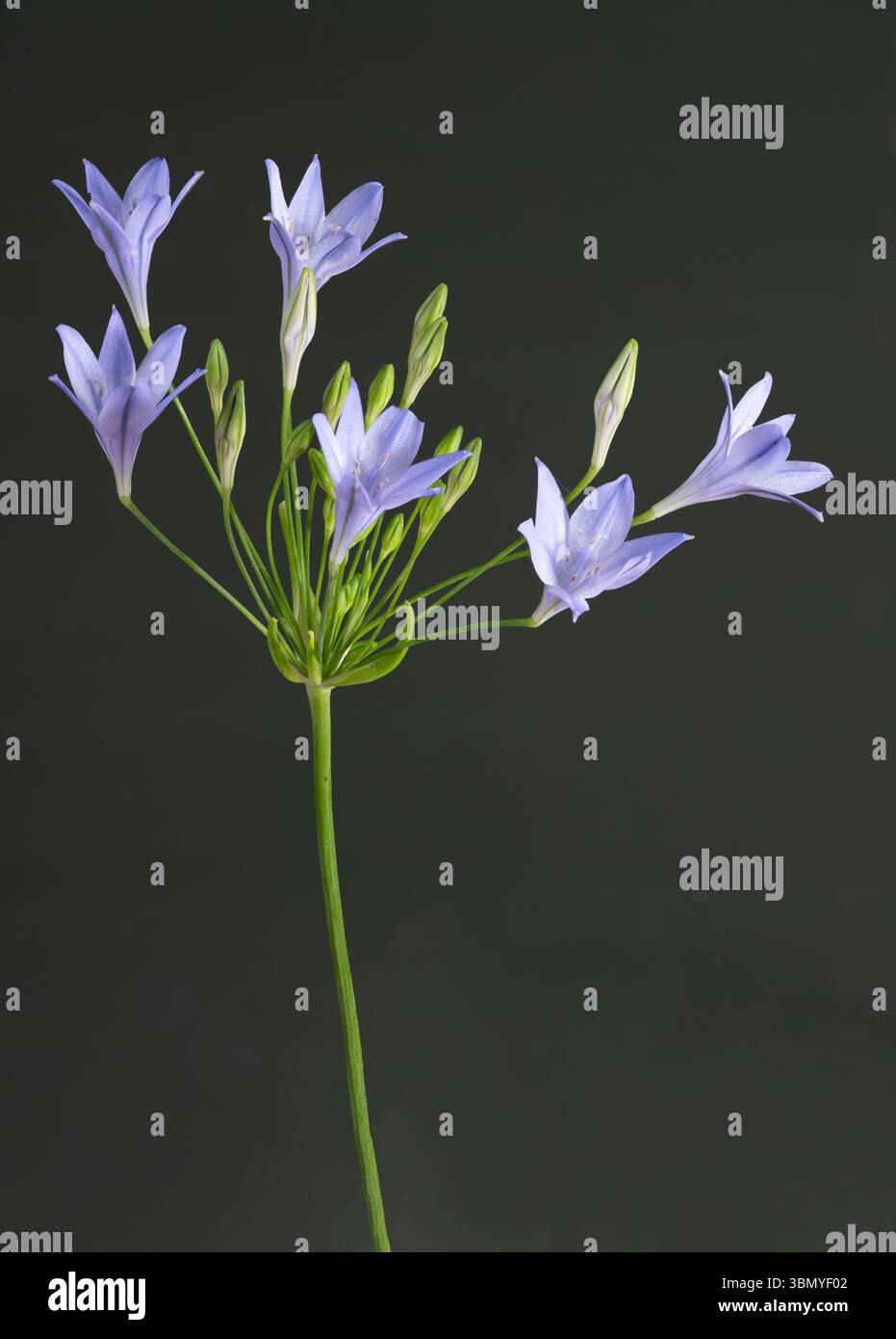 Fleurs d'agapanthus photographiées sur fond vert foncé Banque D'Images