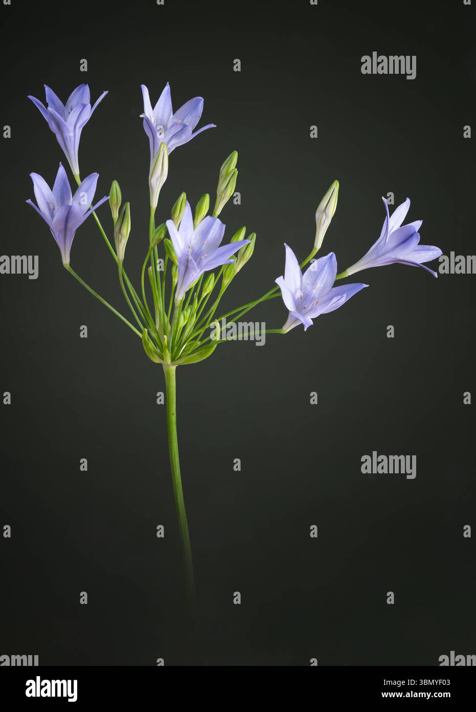 Fleurs d'agapanthus photographiées sur fond vert foncé Banque D'Images