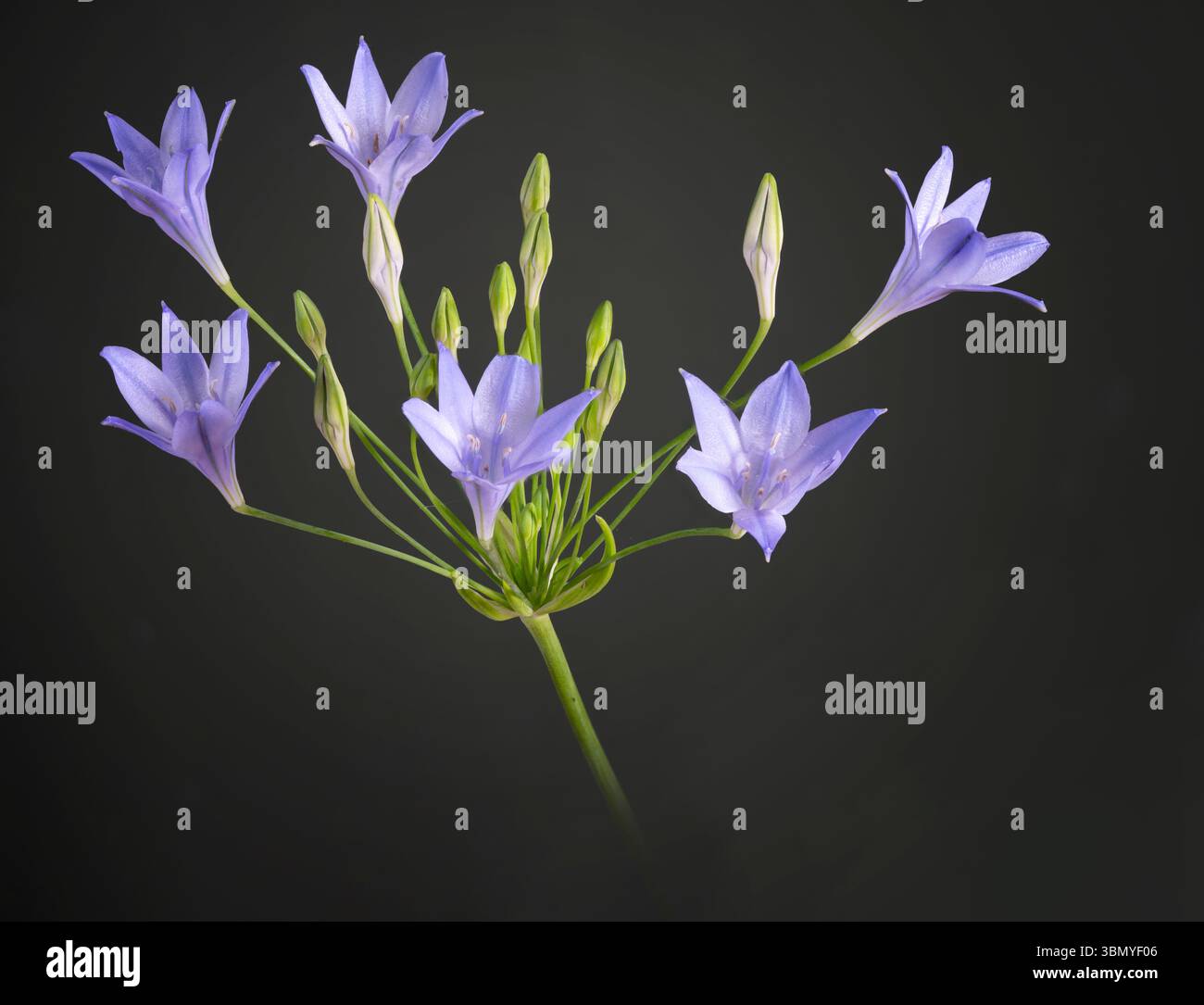 Fleurs d'agapanthus photographiées sur fond vert foncé Banque D'Images