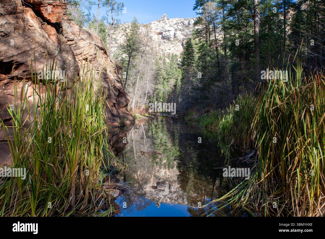 Mauvaises herbes dans un ruisseau, Sedona, Arizona, États-Unis Banque D'Images