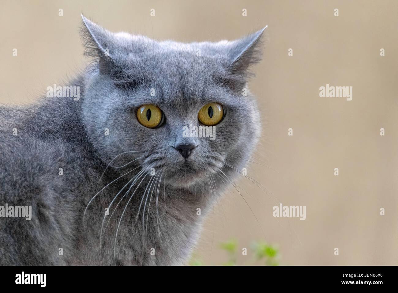 Un chat gris aux yeux jaunes regarde la caméra. La fourrure du chat est longue et moelleuse, lui donnant une apparence douce et câlin. Concept de curiosité et p Banque D'Images