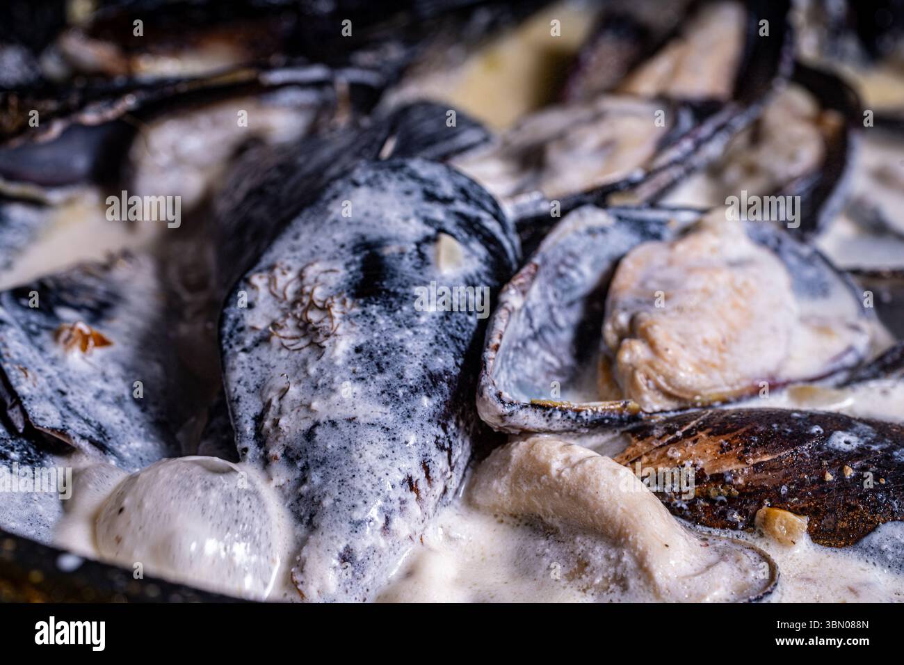 Les moules en coquille dans une sauce crémeuse sont cuites dans une poêle. Gros plan. Fond texturé. Macrophotographie. Photo de haute qualité Banque D'Images