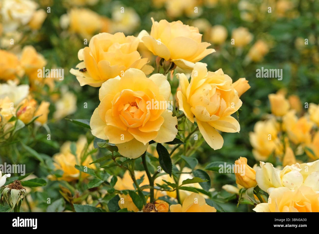 Rose arbuste jaune, rosa « épice dorée » en fleur. Banque D'Images