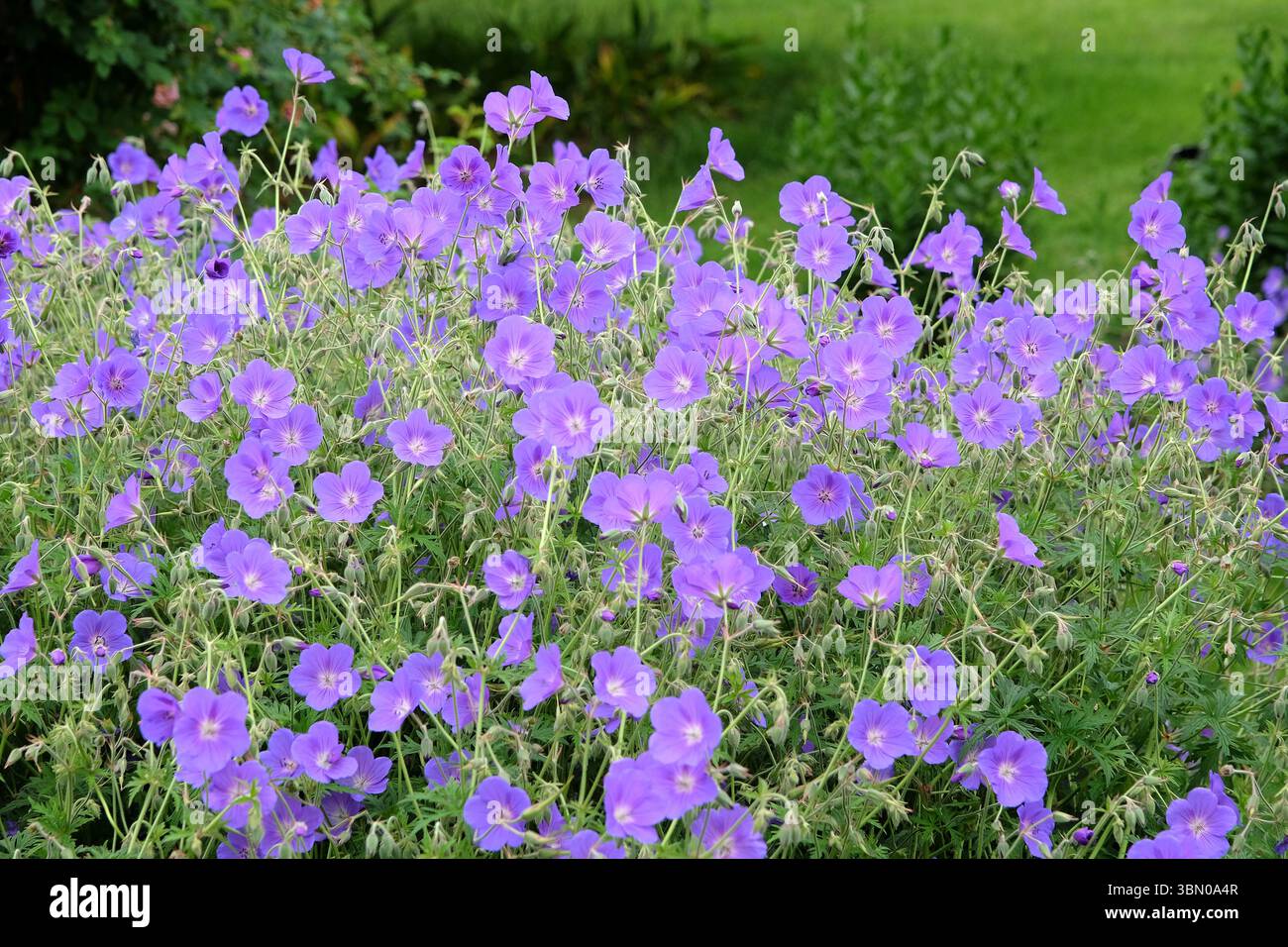 Bec de crane en géranium robuste violet «Orion» en fleur. Banque D'Images