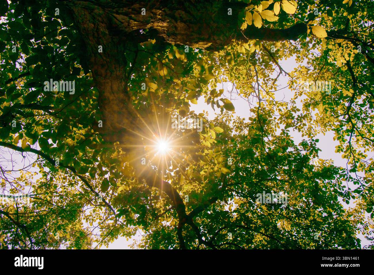 La lumière filtre à travers des feuilles vertes vibrantes, éclairant l'environnement tranquille sous les arbres. La lueur chaude ajoute une énergie paisible à l'outdo Banque D'Images