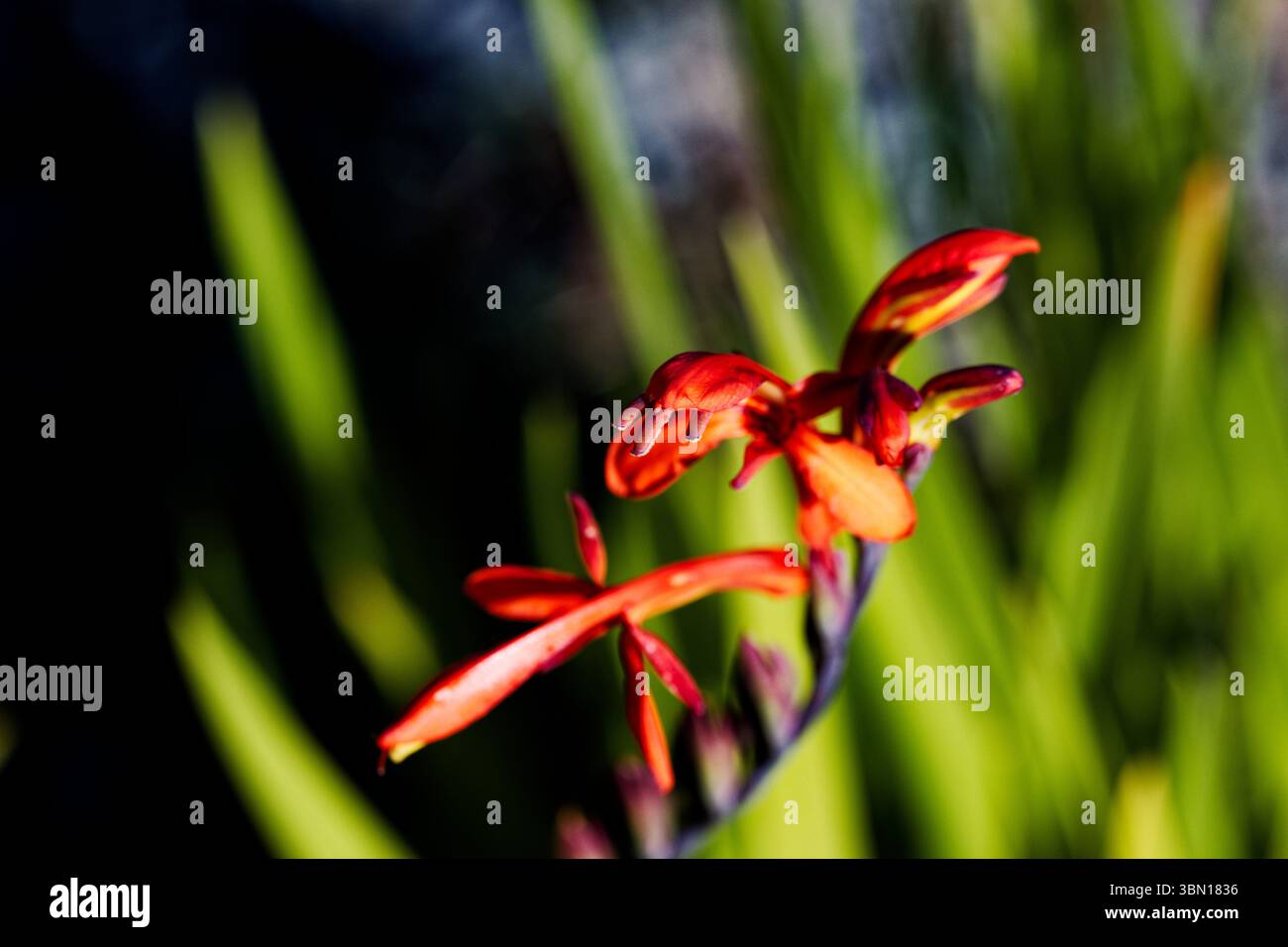 Cette espèce attrayante est l'une des premières bulbes du Cap à fleurir. Il a des pointes de fleurs tubulaires oranges. Banque D'Images