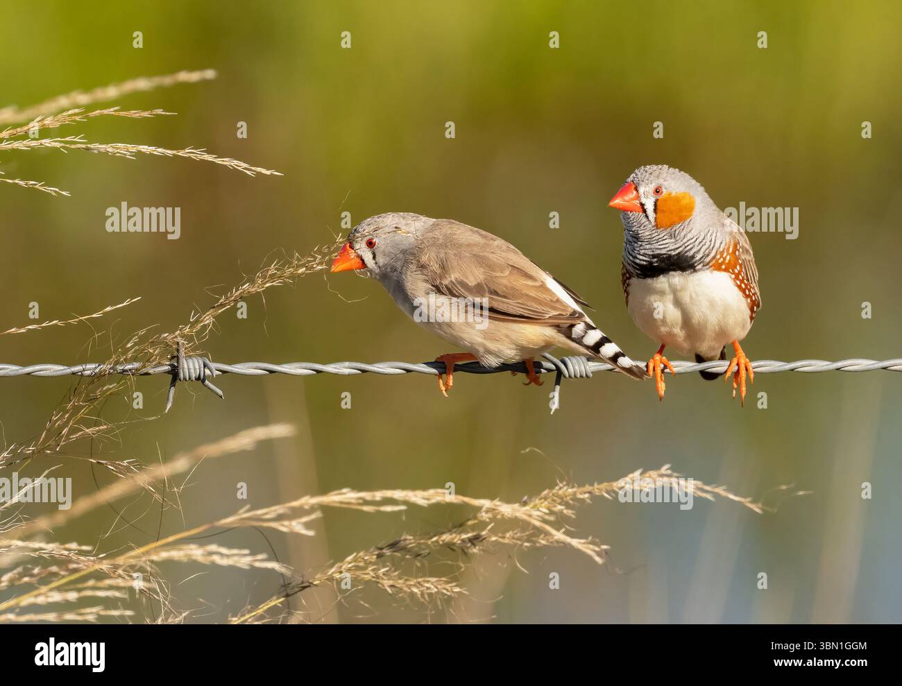 Pinsons zébrés (Taeniopygia guttata) paire de pinsons zébrés mâles reposant sur un fil de clôture mangeant des graines d'herbe dans le Queensland, Australie. Banque D'Images