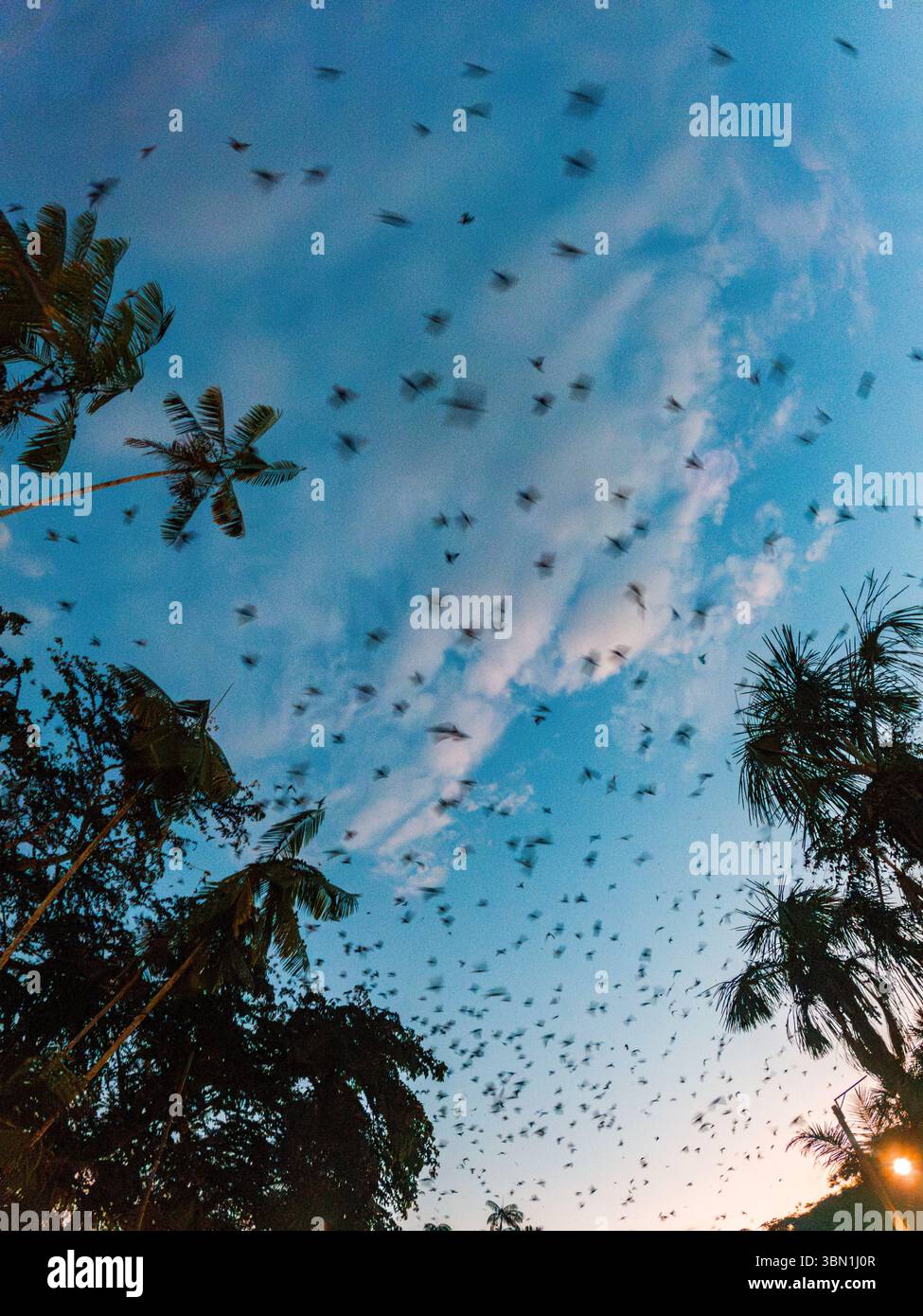 Une scène fascinante de chauves-souris volant à travers le ciel du soir à Leticia, Amazonas, Colombie, entourée d'un feuillage tropical luxuriant. Banque D'Images