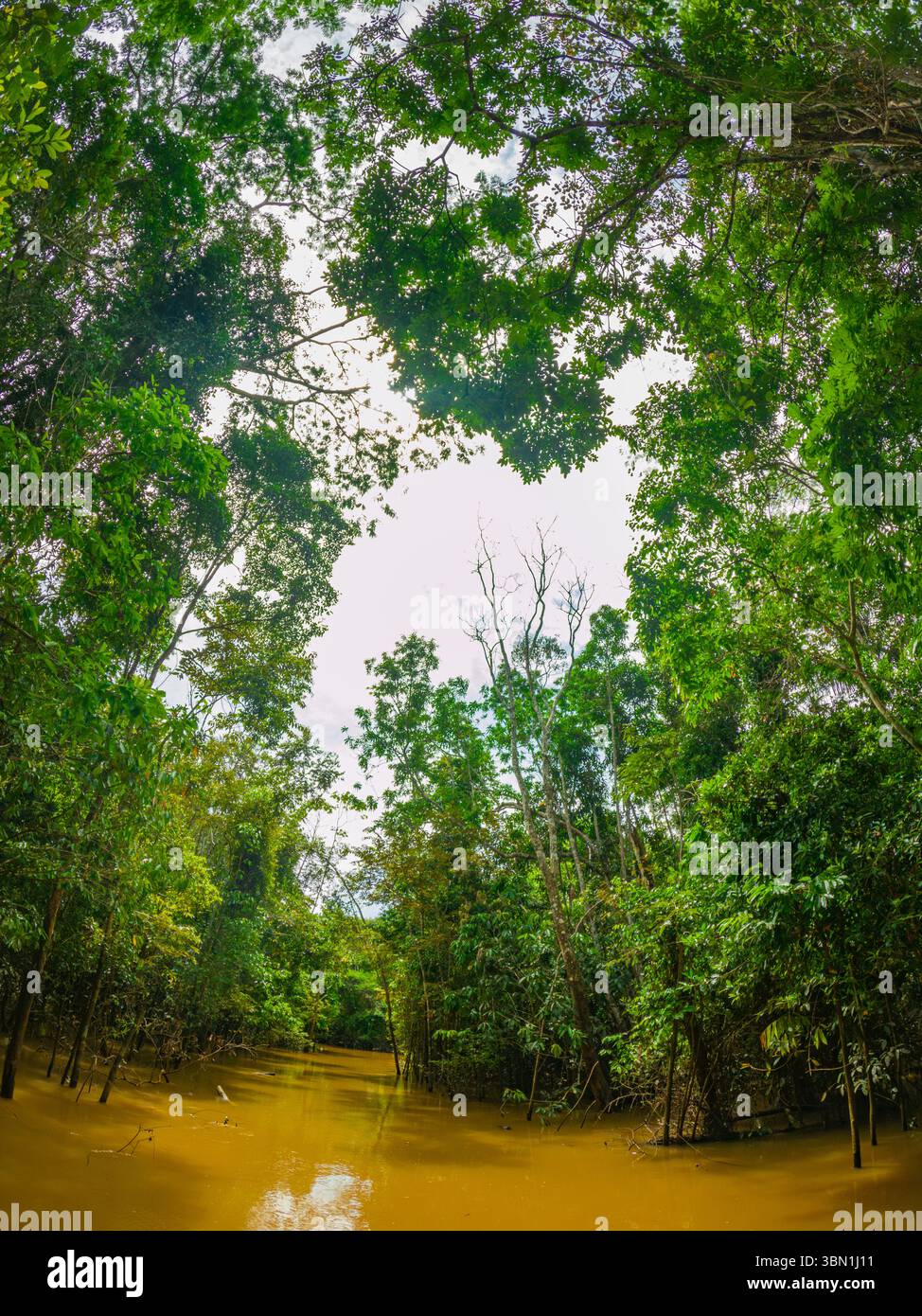 Une vue sereine sur la forêt amazonienne à Leticia, en Colombie, avec un feuillage vert dense et une eau tranquille, mettant en valeur la biodiversité vibrante de la région. Banque D'Images