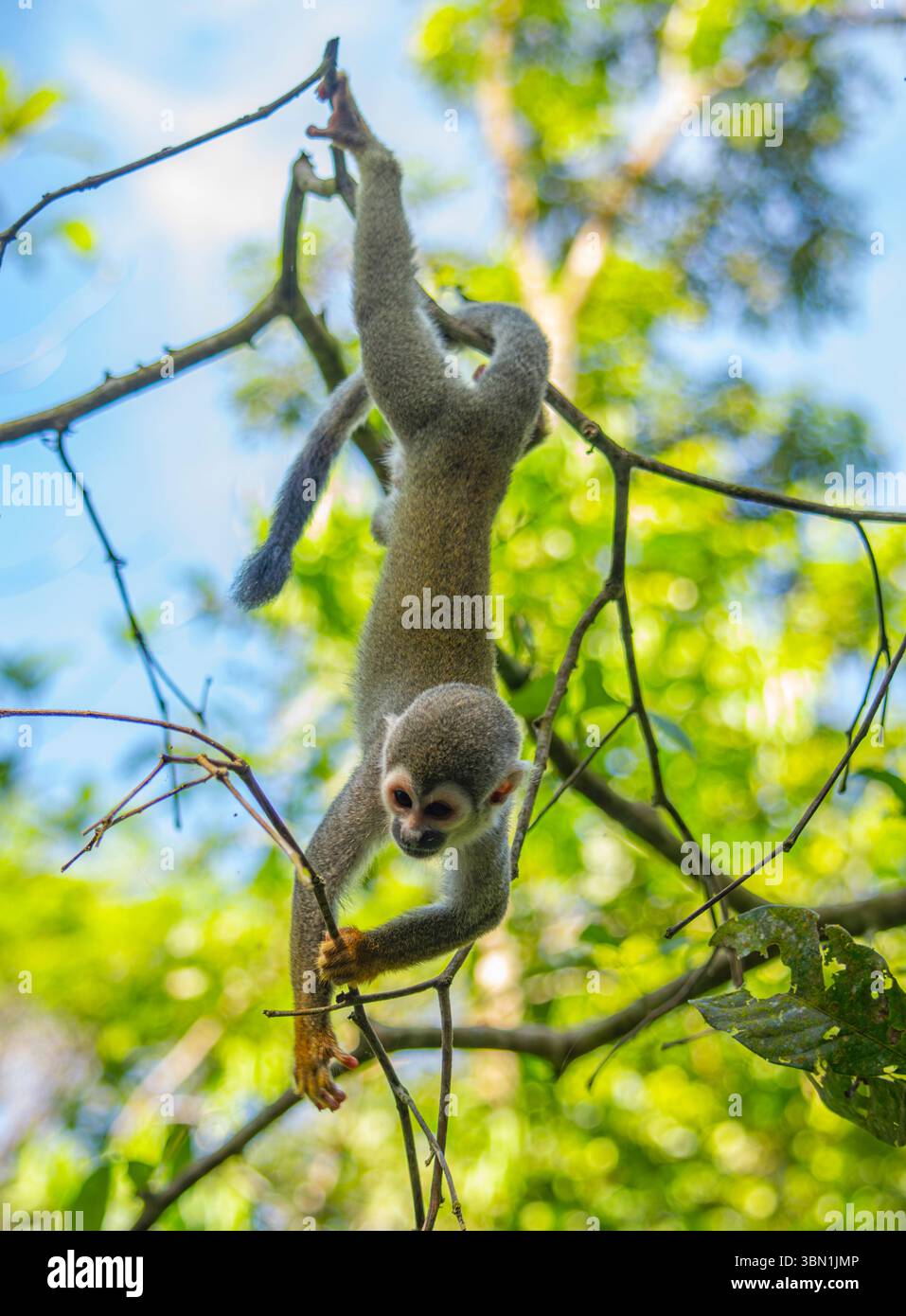 Un singe écureuil ludique suspendu à des branches dans la luxuriante forêt amazonienne, mettant en valeur la biodiversité vibrante d'Amazonas, en Colombie Banque D'Images