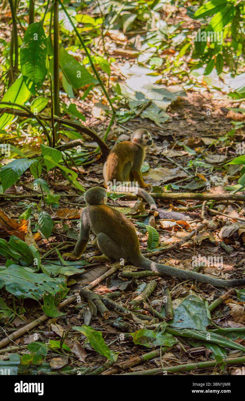 Deux singes naviguent à travers le feuillage luxuriant de la forêt amazonienne, mettant en valeur la riche biodiversité de la région. Banque D'Images