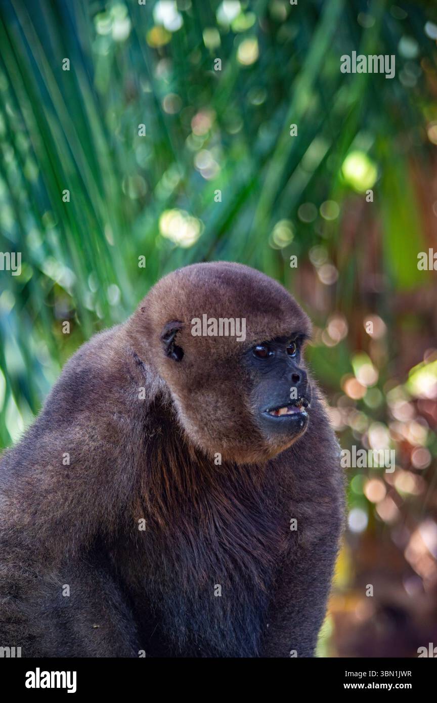 Gros plan d'un singe hurleur au milieu de la végétation luxuriante de la forêt amazonienne à Leticia, en Colombie, mettant en valeur sa faune et sa flore animées. Banque D'Images