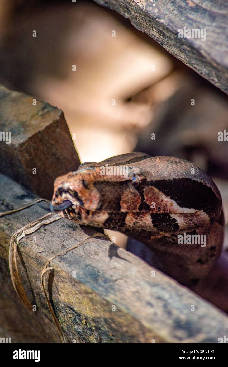 Un gros plan saisissant d'un boa constrictor reposant au milieu du feuillage naturel de la forêt amazonienne, mettant en valeur ses couleurs et textures uniques. Banque D'Images
