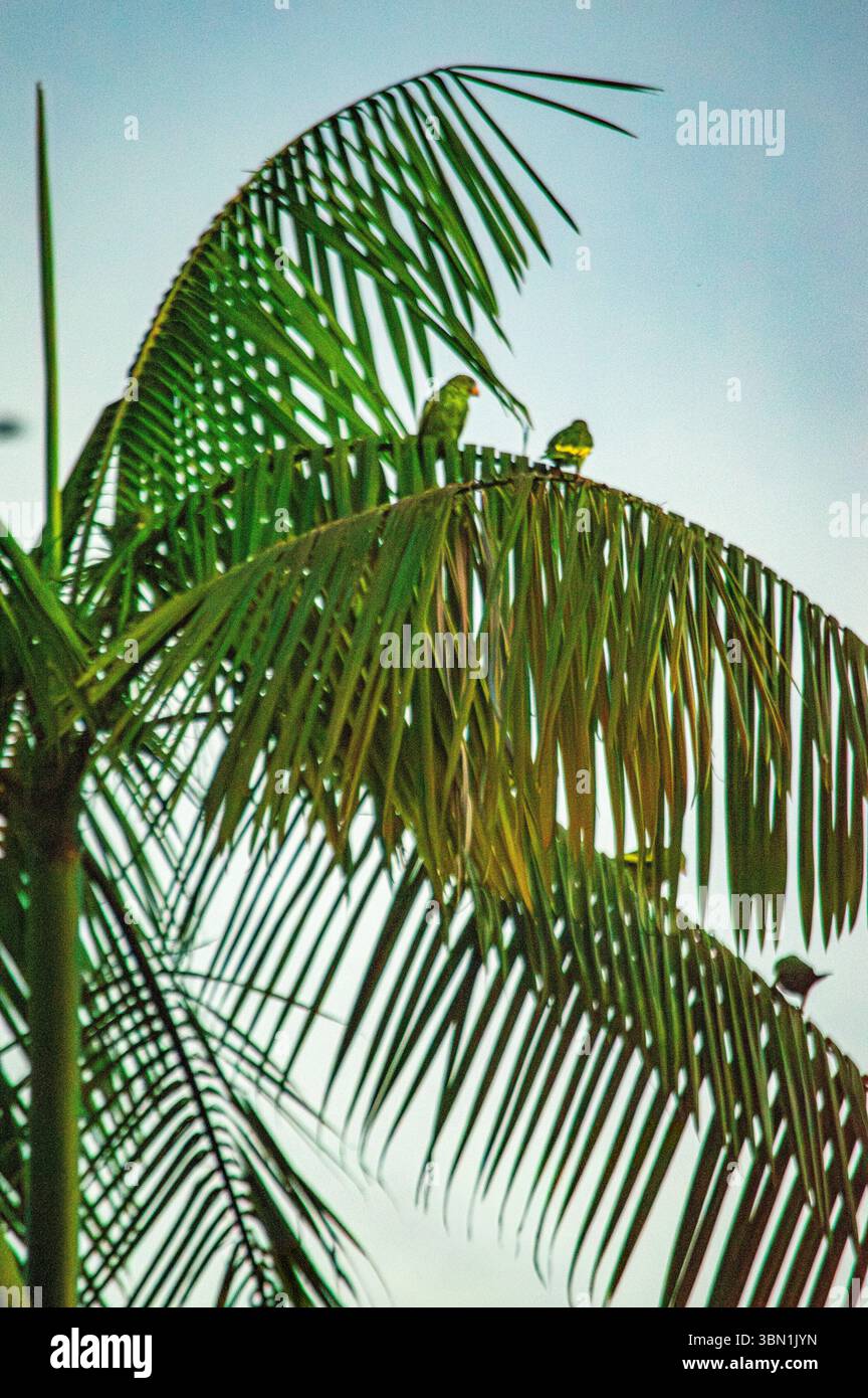 Une vue sereine de feuilles de palmier vibrantes avec des oiseaux tropicaux perchés sur le dessus, mettant en valeur la biodiversité de Leticia, Amazonas, Colombie. Banque D'Images