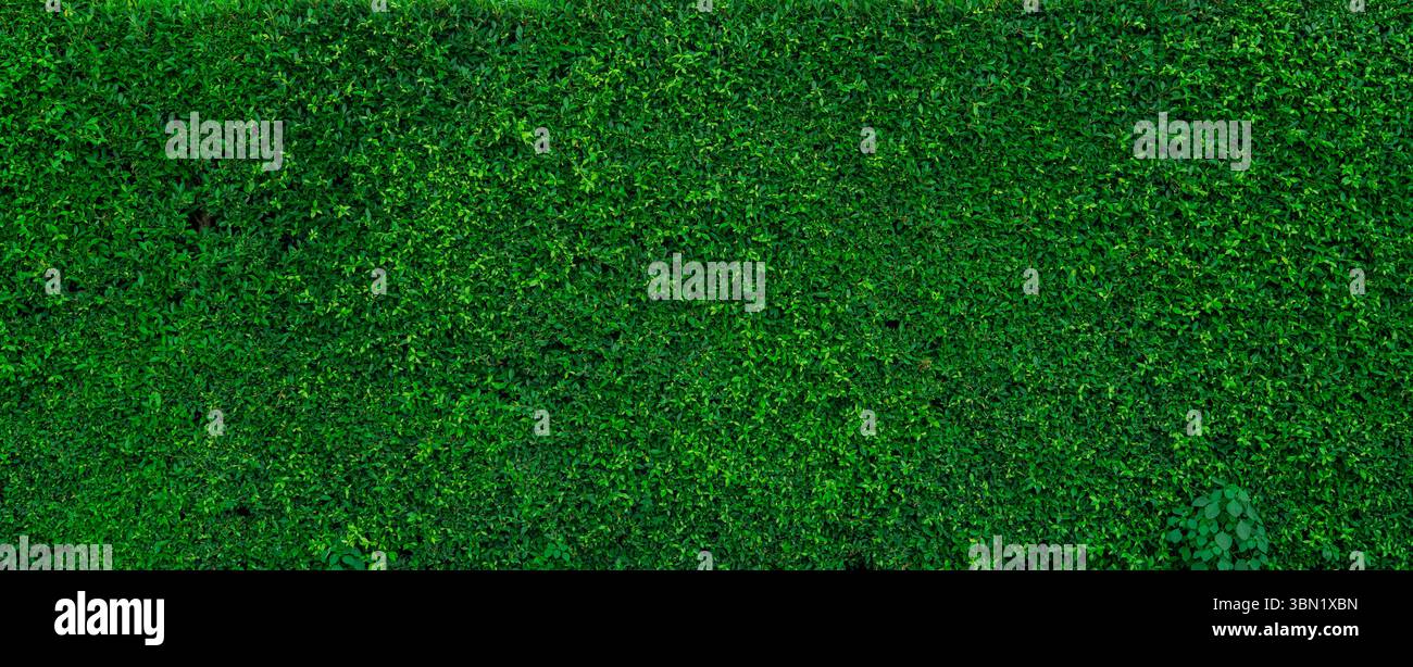 Petites feuilles vertes sur fond de texture de la paroi de haie. Gros plan plante de haie verte dans le jardin. Mur de haies écologique à feuilles persistantes. Toile de fond naturelle. La beauté dans la nature Banque D'Images