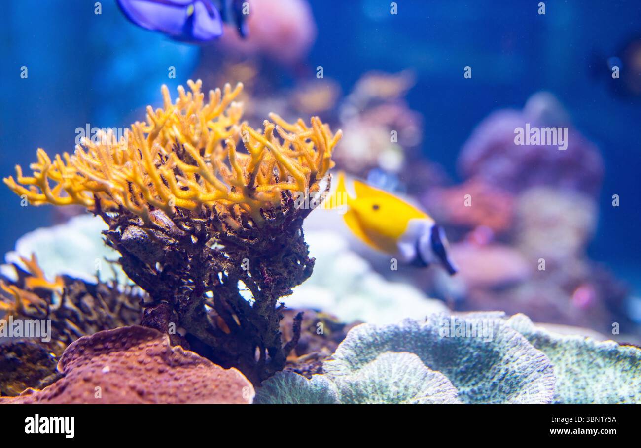 Espèces de poissons tropicaux nageant parmi les formations coralliennes dans un environnement d'aquarium immaculé pour les établissements d'enseignement sur la biodiversité marine Banque D'Images