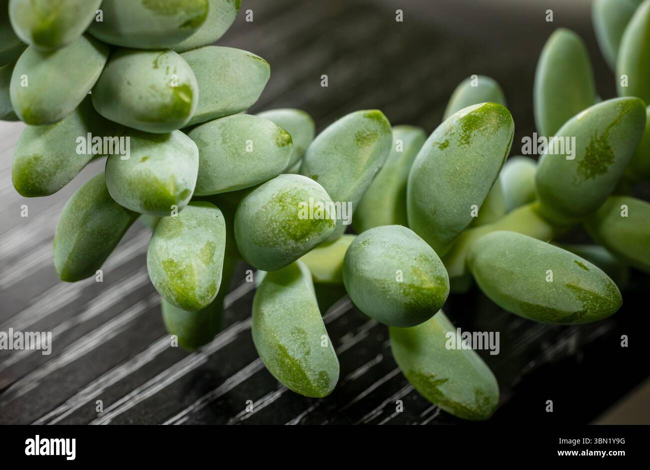 Sedum Morganianum (queue d'âne ou queue de burros) plante succulente. Gros plan, mise au point sélective Banque D'Images