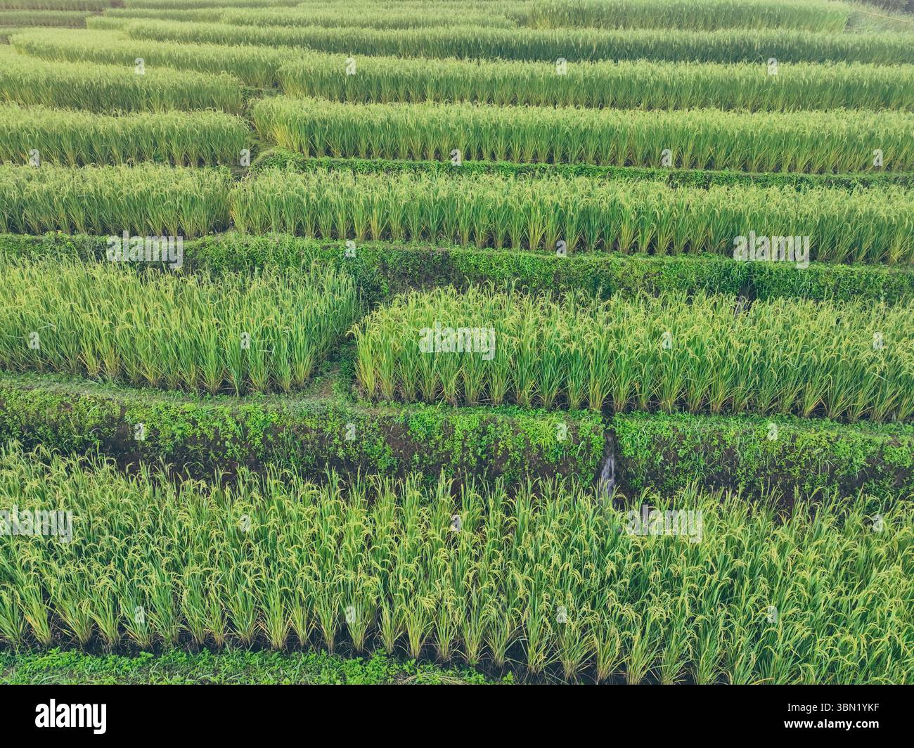 Rizières traditionnelles en terrasses et canaux d'eau qui coulent. Modèles d'irrigation de l'eau. Agriculture durable. Agriculture écologique et voyages durables. Banque D'Images