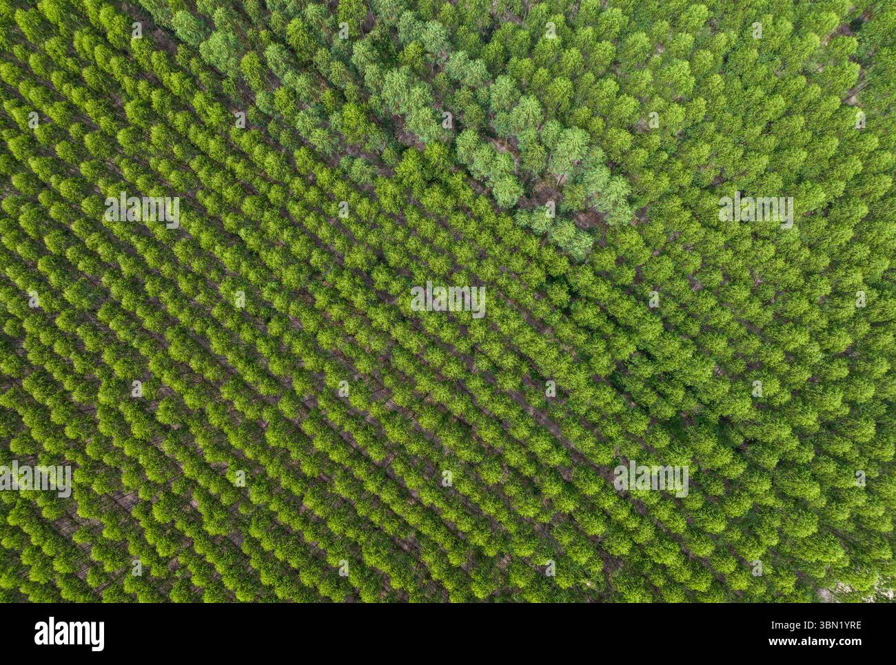 Vue aérienne de la plantation d'eucalyptus. Canopée verte d'arbre. Approvisionnement en bois, captage du carbone et pratiques forestières durables. Plantation forestière d'eucalyptus Banque D'Images