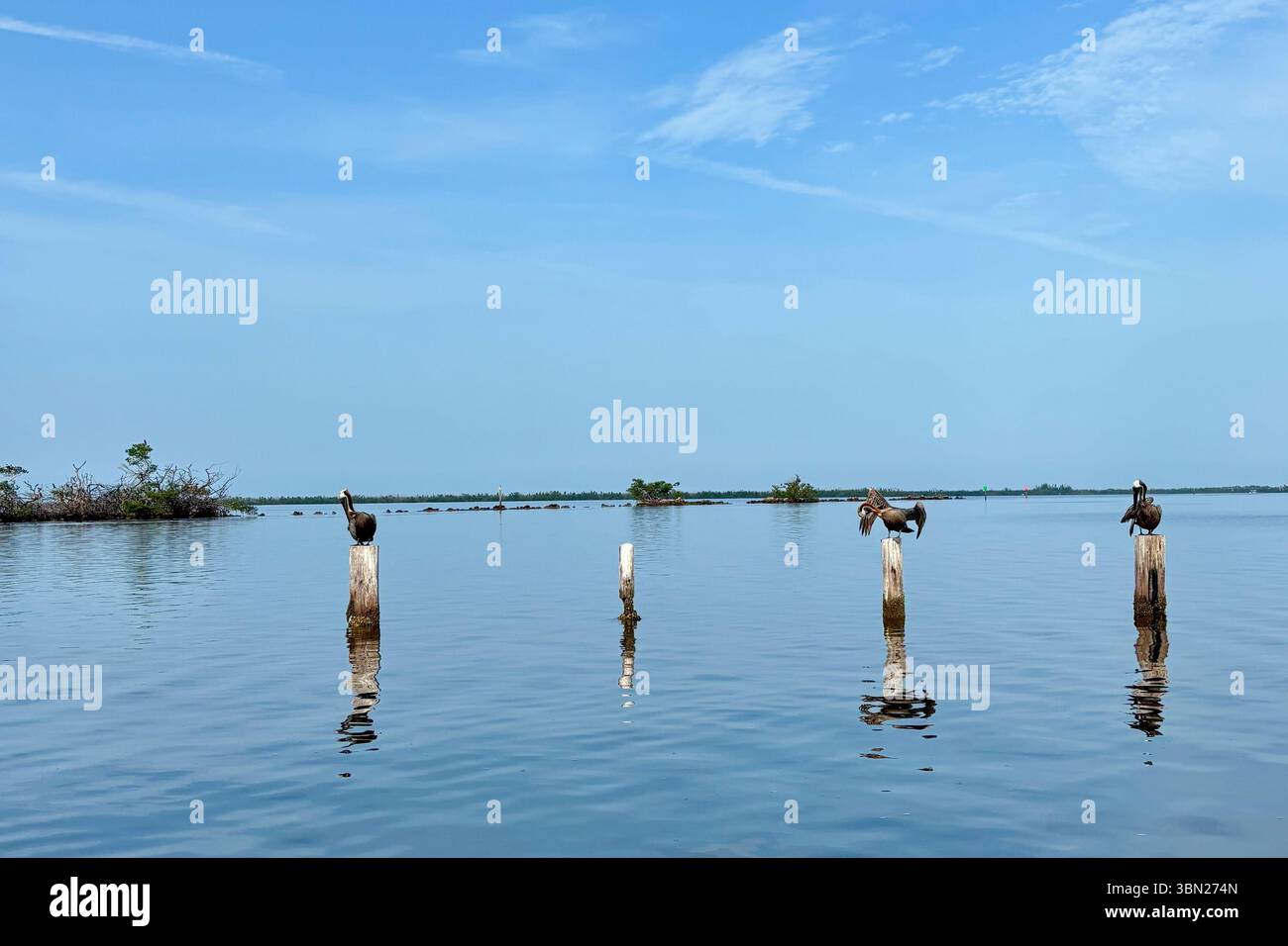Pélicans bruns et blancs perchés sur des poteaux altérés au-dessus d'une eau calmante en verre avec un beau fond de ciel bleu - Image de stock capturée avec un smartphone