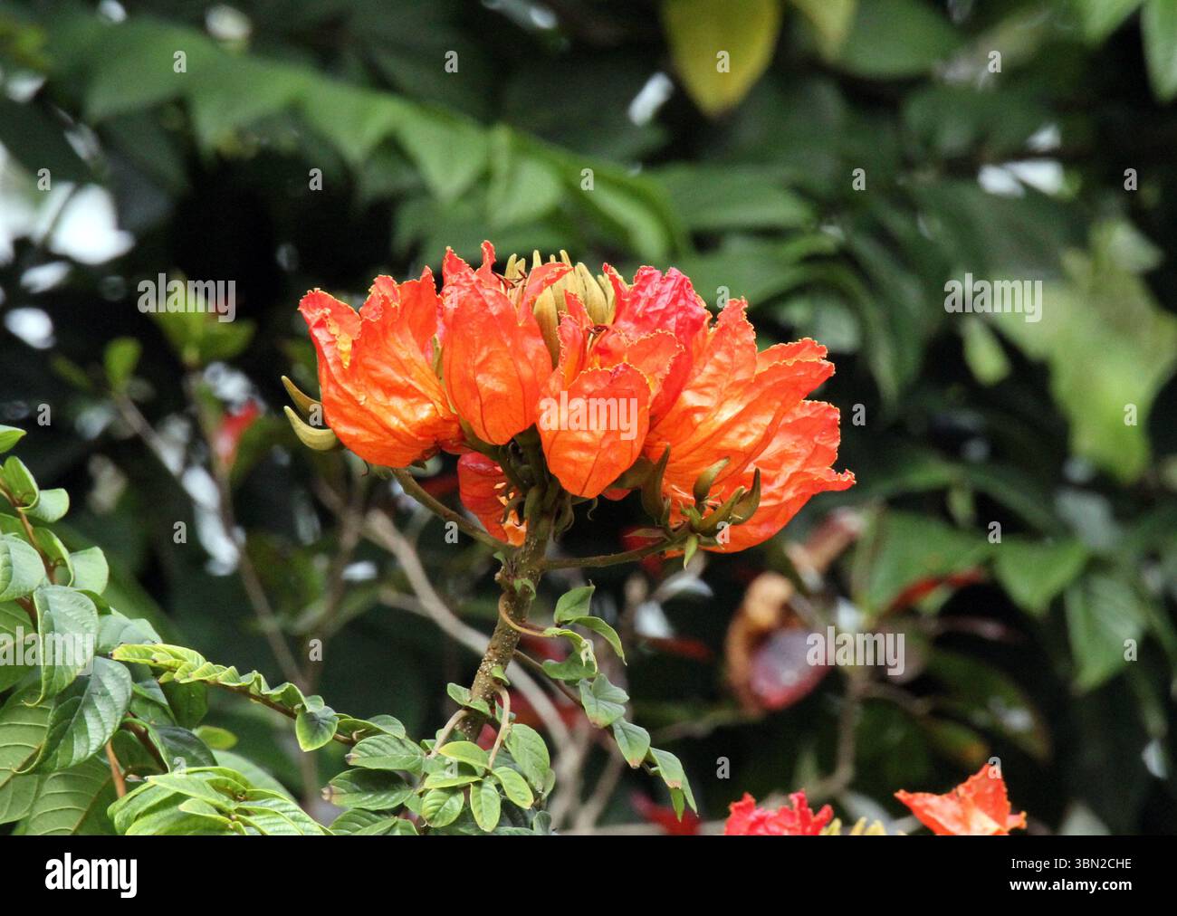 Fleurs d'oranger sur un arbre de tulipe africaine (spathodea campanulata) dans un jardin Banque D'Images