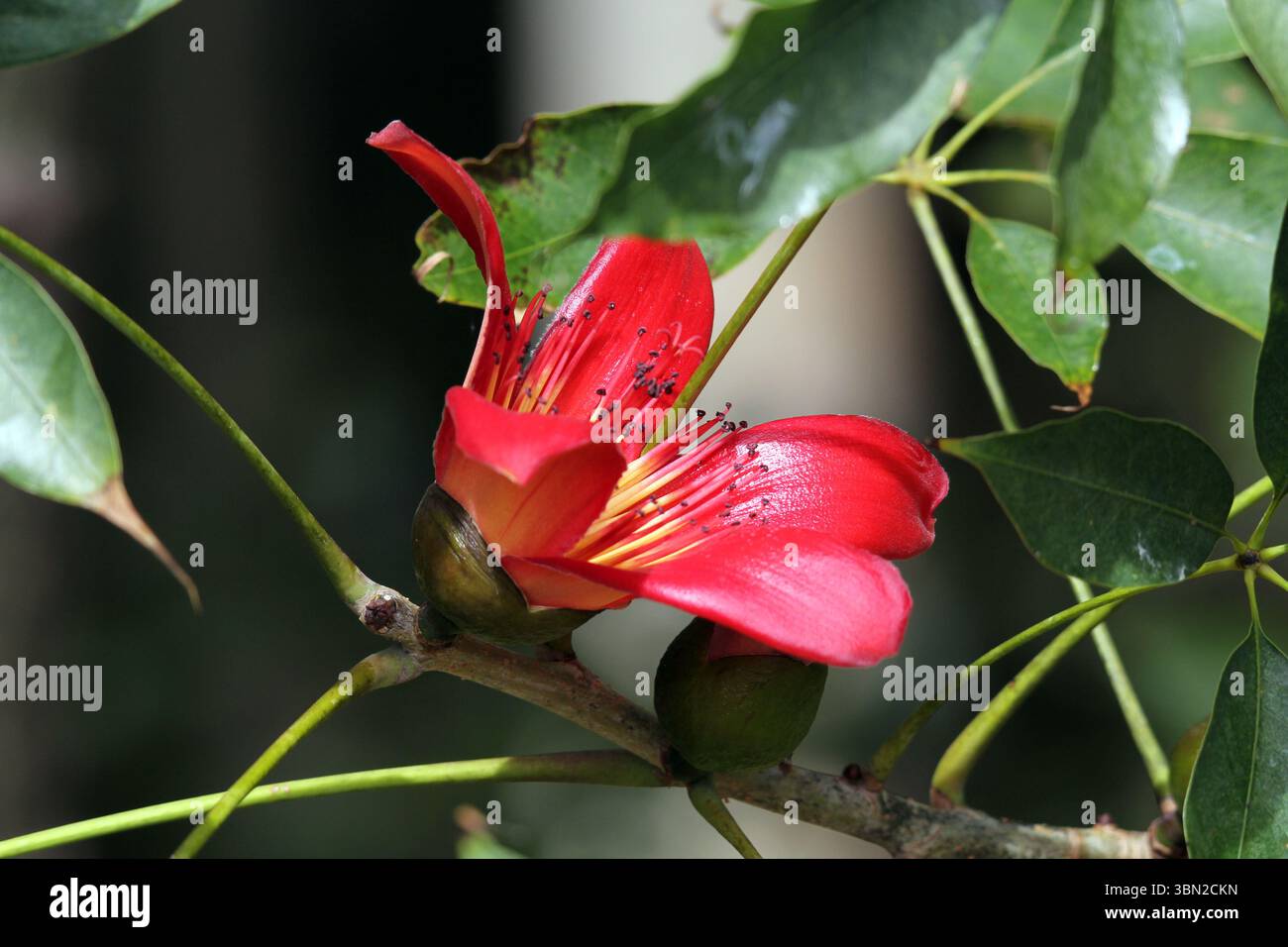 Fleur rouge sur une plante bombax ceiba dans un jardin Banque D'Images