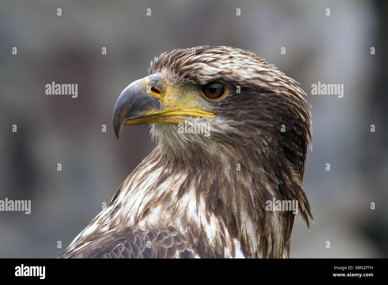 Buzzard à torse noir, Geranoaetus melanoleucus, femelle immature perchée sur un arbre, gros plan, province d'Imbabura, Équateur, Amérique du Sud Banque D'Images