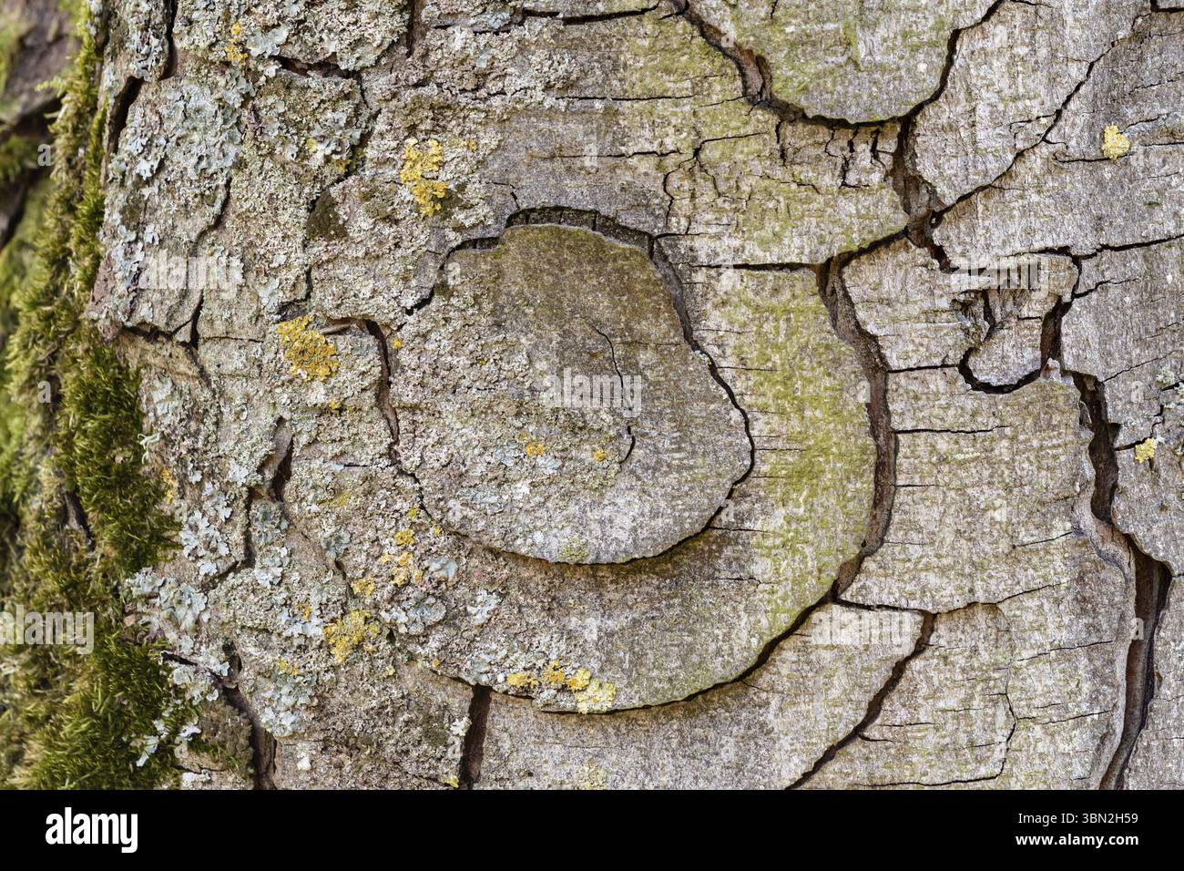 Beaux cercles en écorce sèche d'un vieux hêtre Banque D'Images
