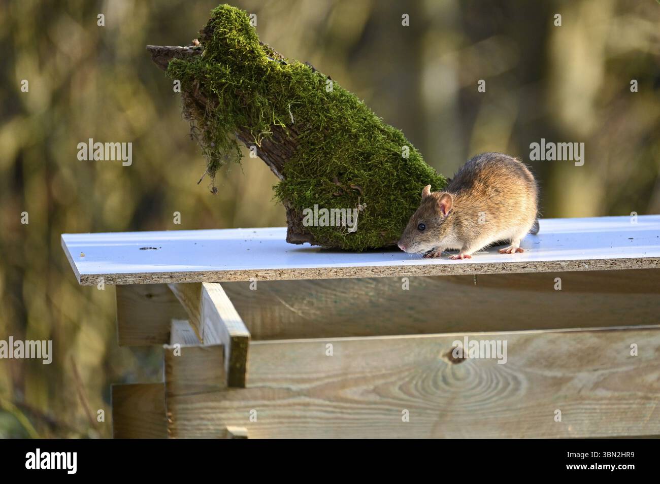 Un rat sauvage brun (Rattus norvegicus) est assis sur un composteur en bois dans le jardin Banque D'Images