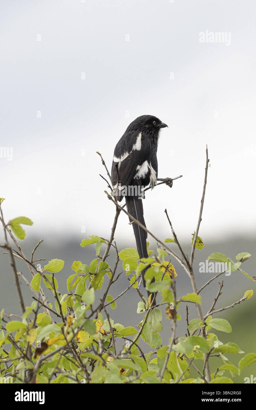 La pie (Lanius melanoleucus) ou la pie africaine à longue queue perchée au sommet d'arbustes verts dans le Serengeti en Tanzanie, Afrique de l'est Banque D'Images