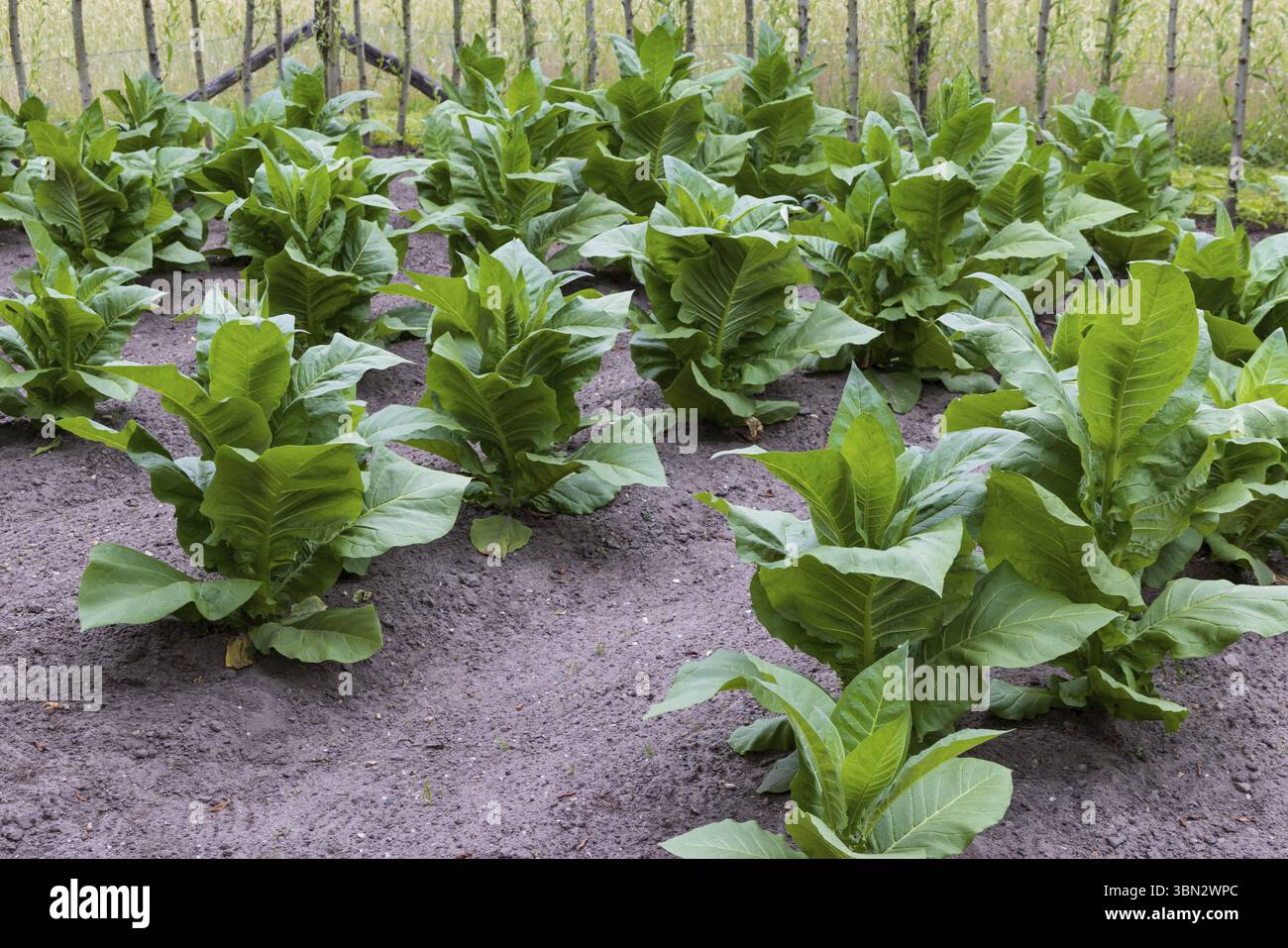Champ de tabac avec des plantes de Nicotiana vert frais cultivant des feuilles de cigare à Amerongen aux pays-Bas, le renouveau d'une ancienne tradition agricole Banque D'Images