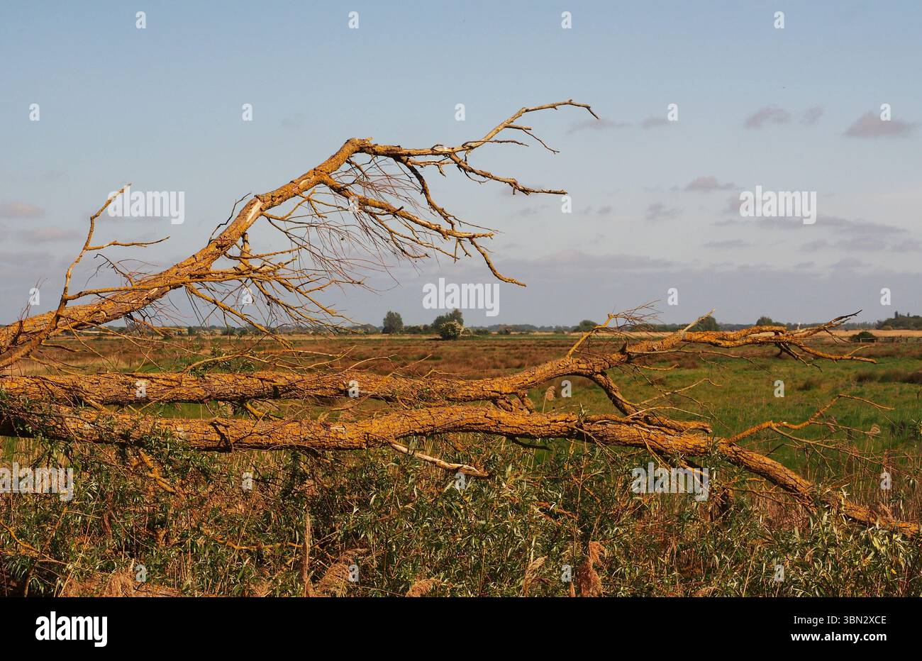 Vue sur Upton Marshes à travers les branches d'un arbre mort, de Fleet Dyke à travers les terres agricoles reculées, Norfolk, Angleterre, Royaume-Uni Banque D'Images
