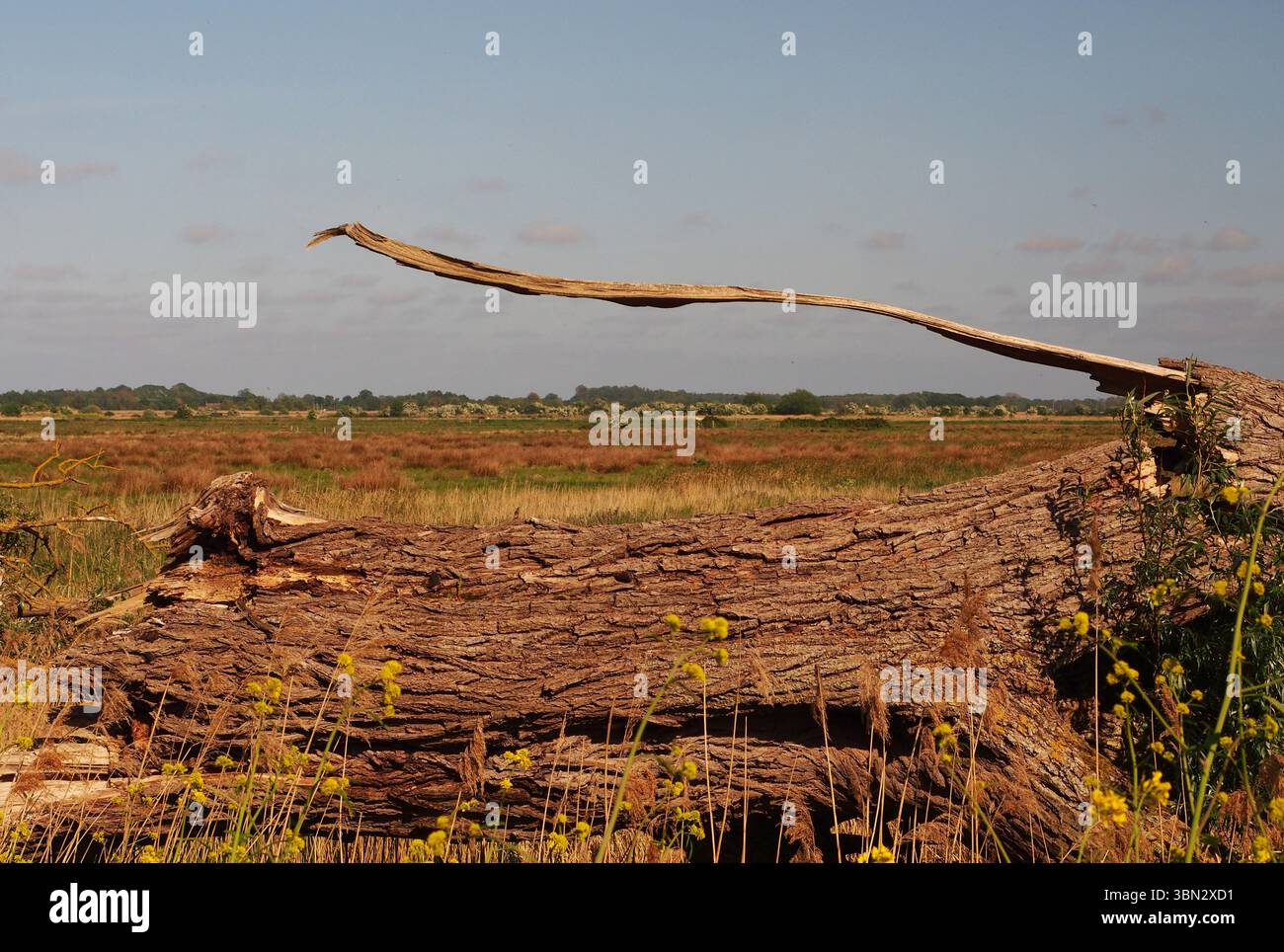 Vue sur Upton Marshes à travers les branches d'un arbre mort, de Fleet Dyke à travers les terres agricoles reculées, Norfolk, Angleterre, Royaume-Uni Banque D'Images