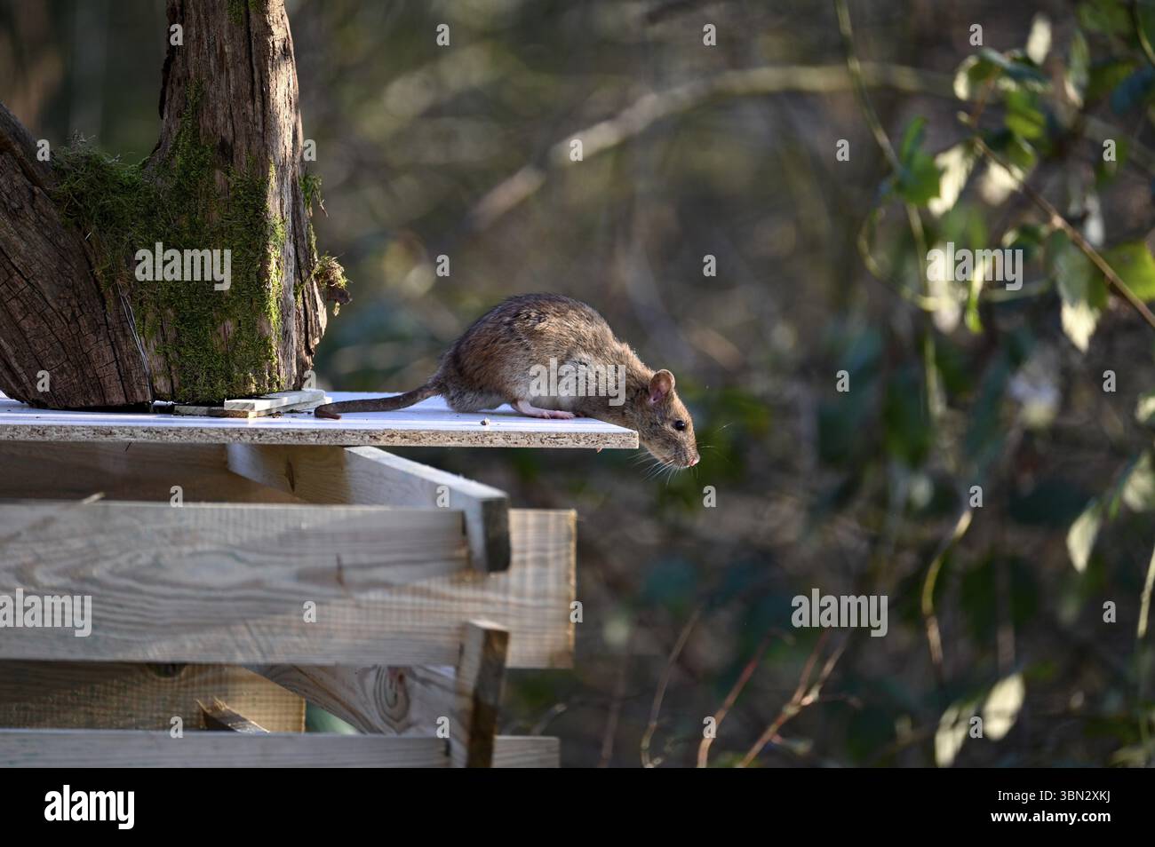 Un rat sauvage brun (Rattus norvegicus) est assis sur un composteur en bois dans le jardin Banque D'Images