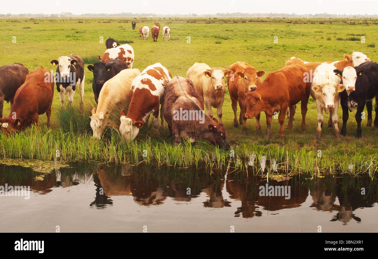 Jeunes taureaux buvant de la barrière d'eau pour le bétail sur les marais de South Walsham, montrant le vaste paysage ouvert, Norfolk, Angleterre Royaume-Uni Banque D'Images
