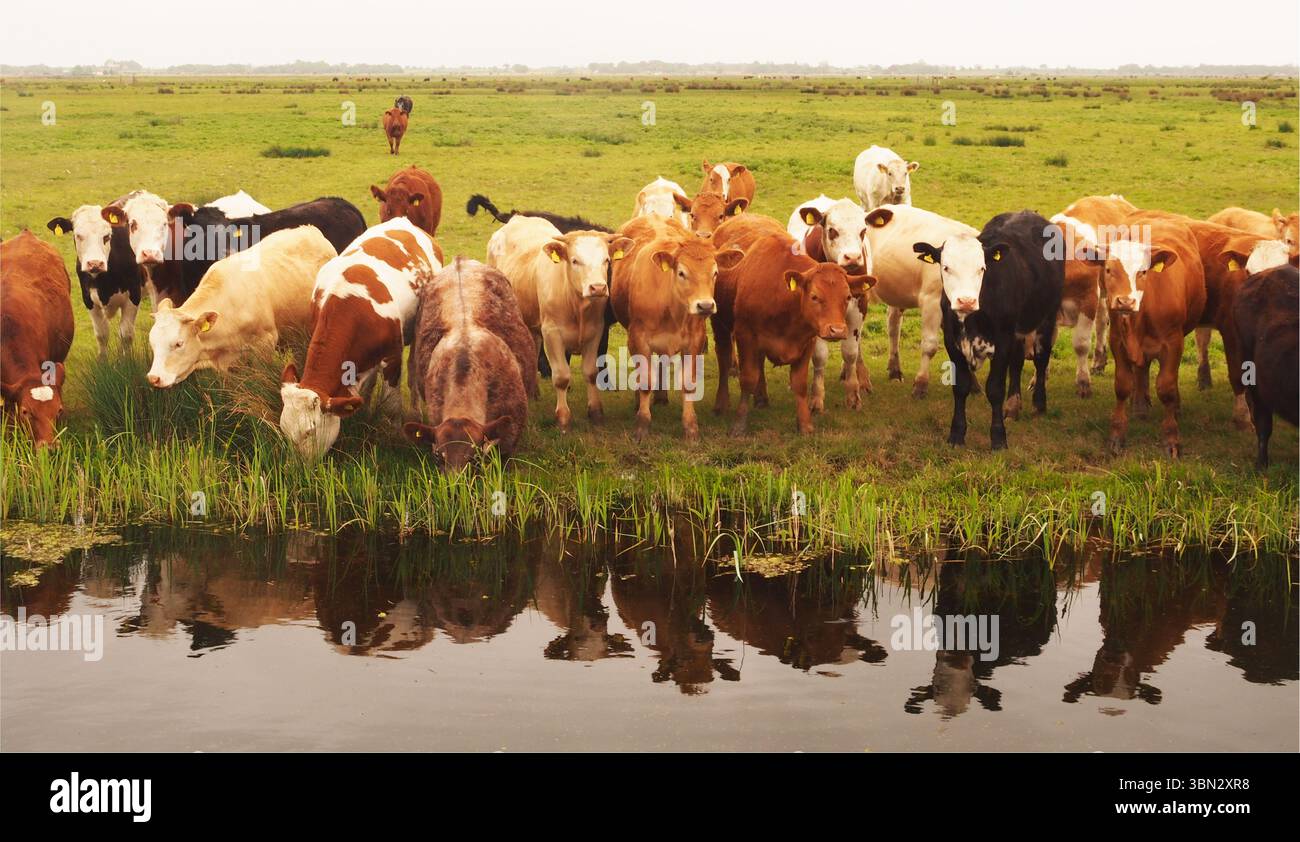 Jeunes taureaux buvant de la barrière d'eau pour le bétail sur les marais de South Walsham, montrant le vaste paysage ouvert, Norfolk, Angleterre Royaume-Uni Banque D'Images