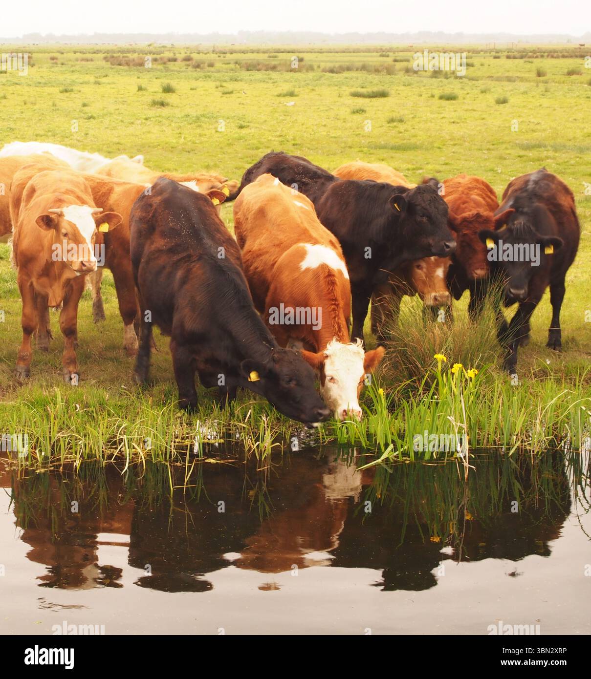 Jeunes taureaux buvant de la barrière d'eau pour le bétail sur les marais de South Walsham, montrant le vaste paysage ouvert, Norfolk, Angleterre Royaume-Uni Banque D'Images