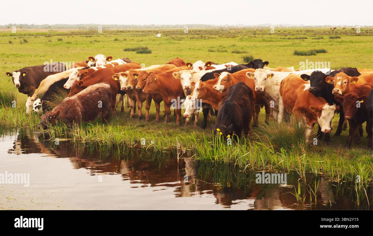 Jeunes taureaux buvant de la barrière d'eau pour le bétail sur les marais de South Walsham, montrant le vaste paysage ouvert, Norfolk, Angleterre Royaume-Uni Banque D'Images