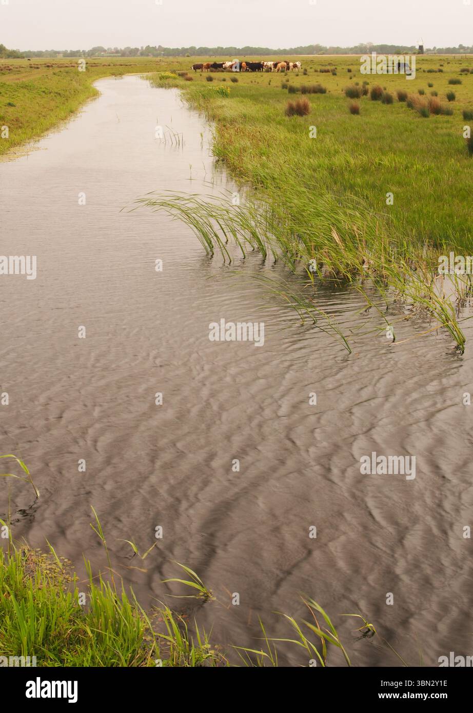 Une barrière d'eau pour le bétail sur les marais de South Walsham montrant les terres agricoles larges et plates utilisées pour le pâturage du bétail, Norfolk, Angleterre, Royaume-Uni Banque D'Images