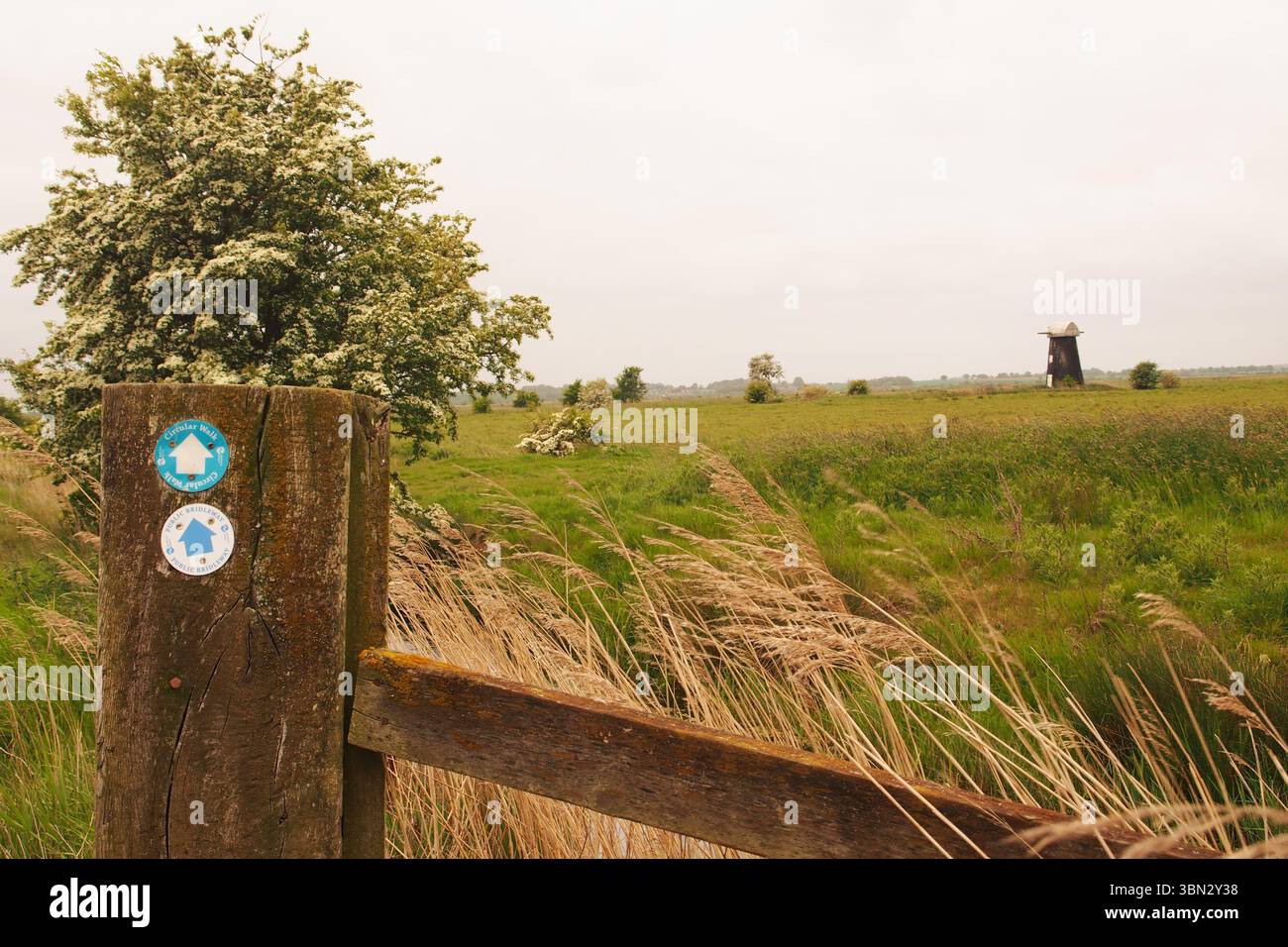 Un moulin à vent, debout, dans les grandes terres agricoles ouvertes sur les marais de South Walsham avec de l'herbe et des roseaux, barrière d'eau et clôture pour bétail, Norfolk, Angleterre Royaume-Uni Banque D'Images