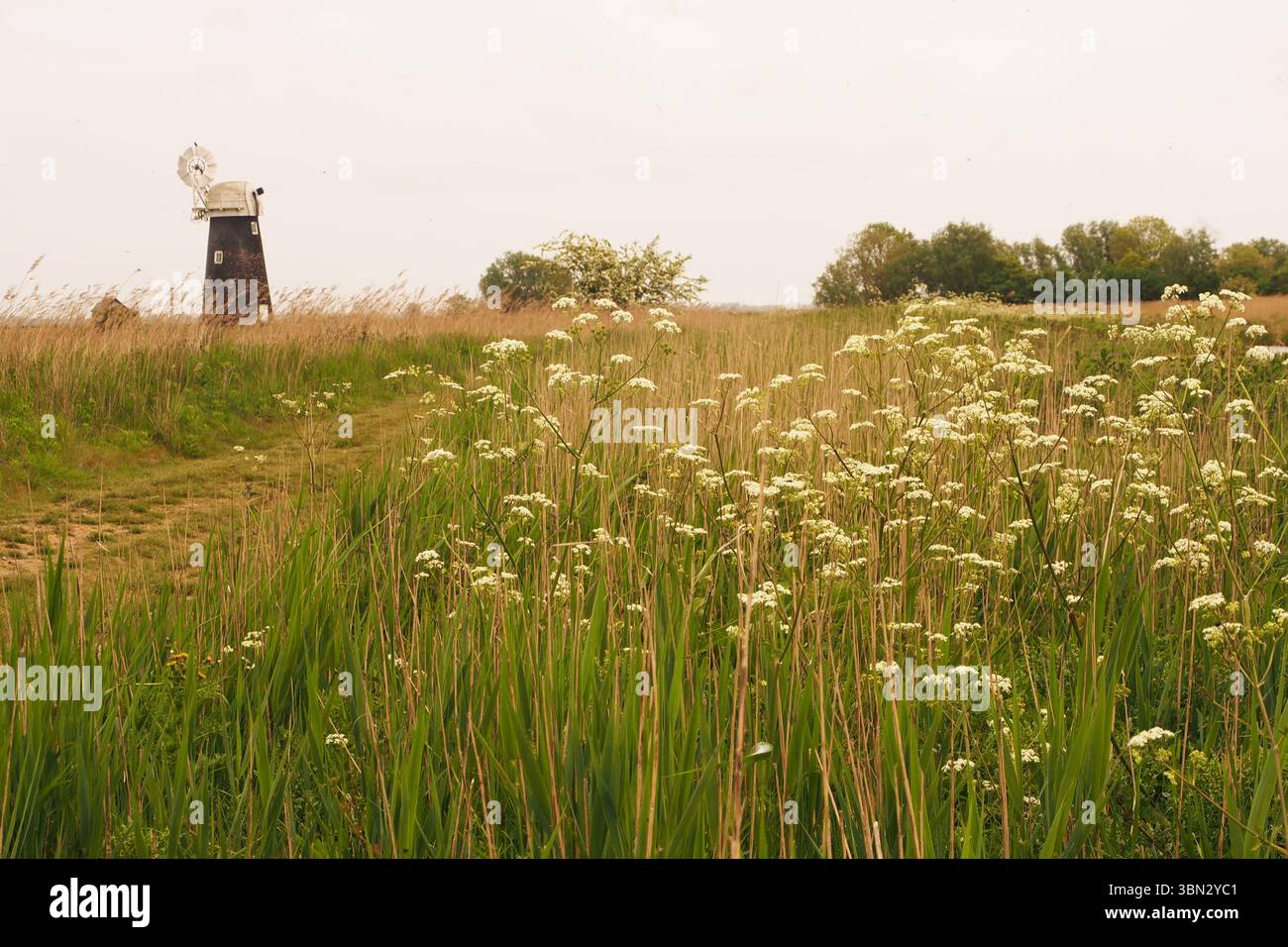 Un moulin à vent, debout haut, dans les terres agricoles ouvertes sur les marais de South Walsham montrant la longue herbe et les roseaux, grand espace ouvert et le ciel, Norfolk, Angleterre Royaume-Uni Banque D'Images