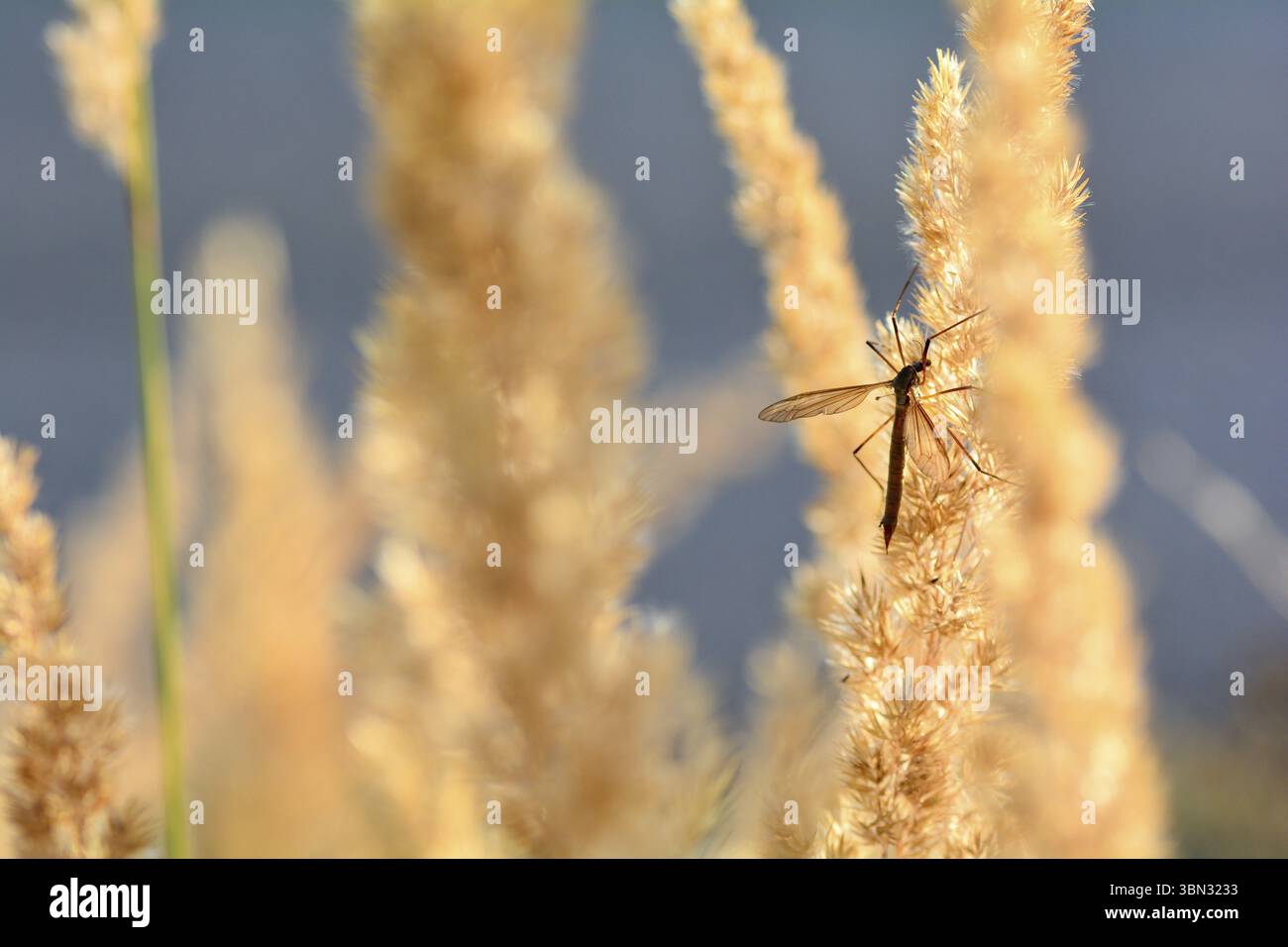 Grande mouche de grue (Tipulidae) en lumière du soleil sur une plante Banque D'Images