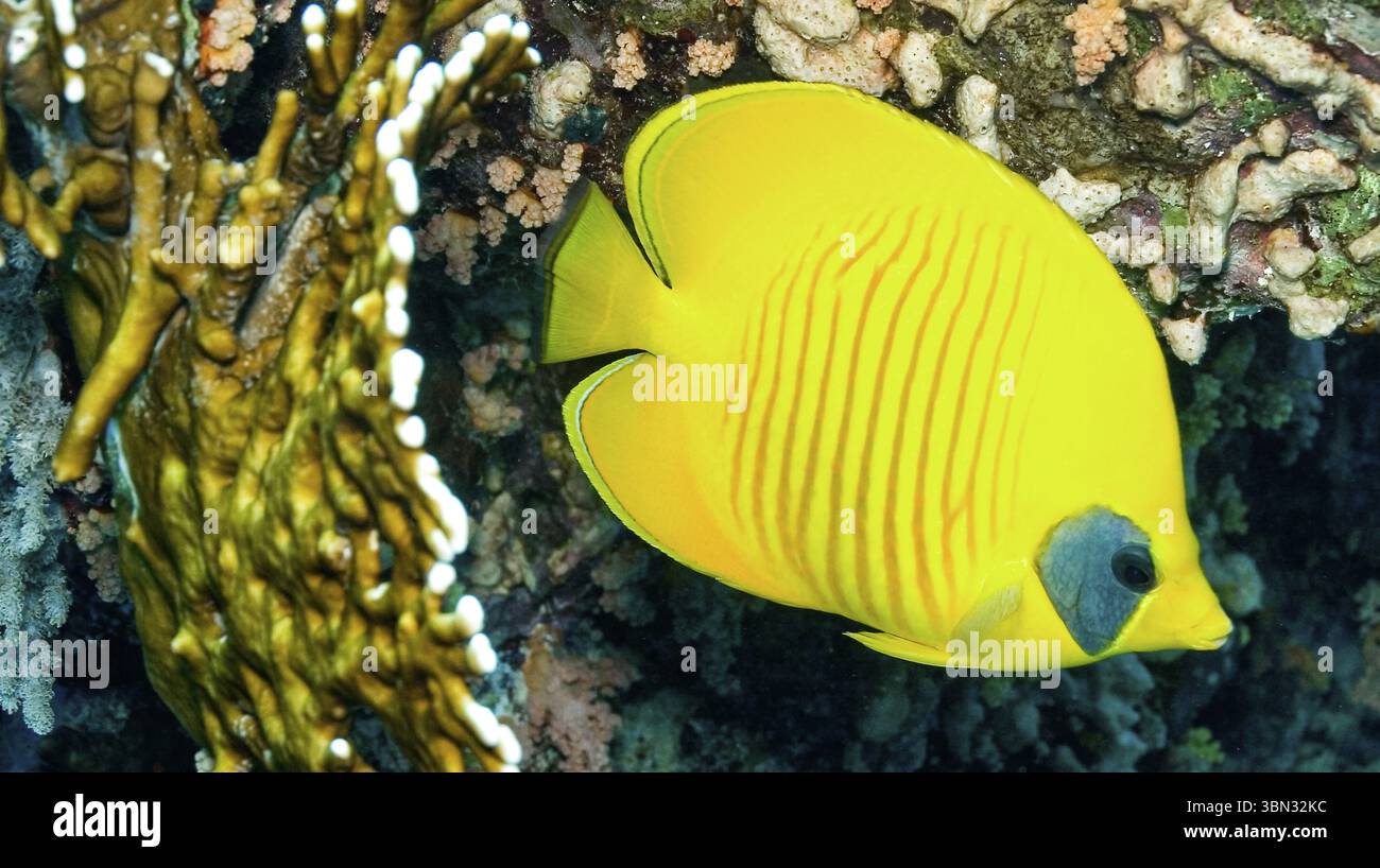 Bluecheek Butterfly fish, Chaetodon semilarvatus, poisson à nageoires rayonnées, récif de corail, mer Rouge, Egypte, Afrique Banque D'Images