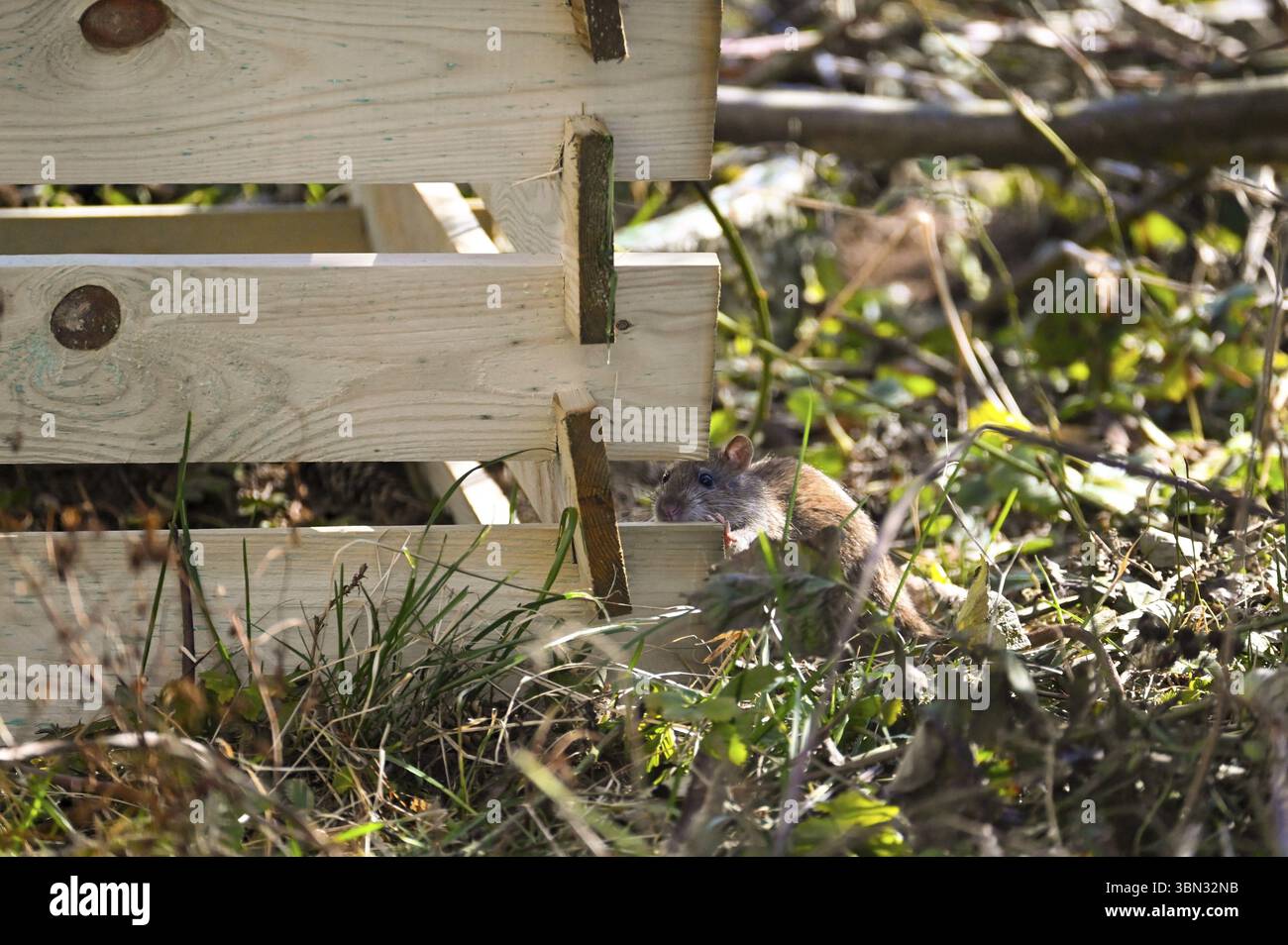 Un rat sauvage brun (Rattus norvegicus) grimpant dans un composteur en bois dans le jardin Banque D'Images