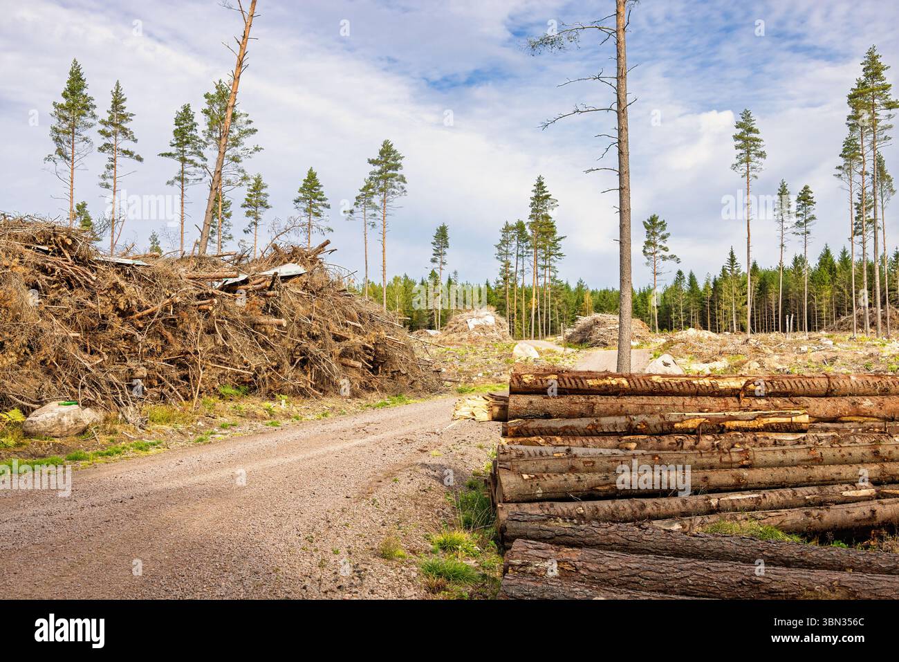 Grumes de bois empilées au bord de la route sur une coupe à blanc dans une forêt de conifères Banque D'Images