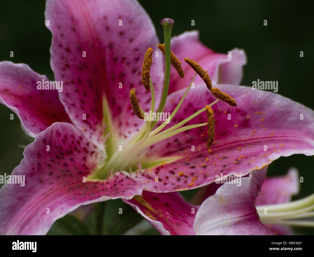 Gros plan détaillé d'une fleur de lys rose avec des étamines proéminemment saillantes, Borken, westphalie, muensterland, allemagne Banque D'Images